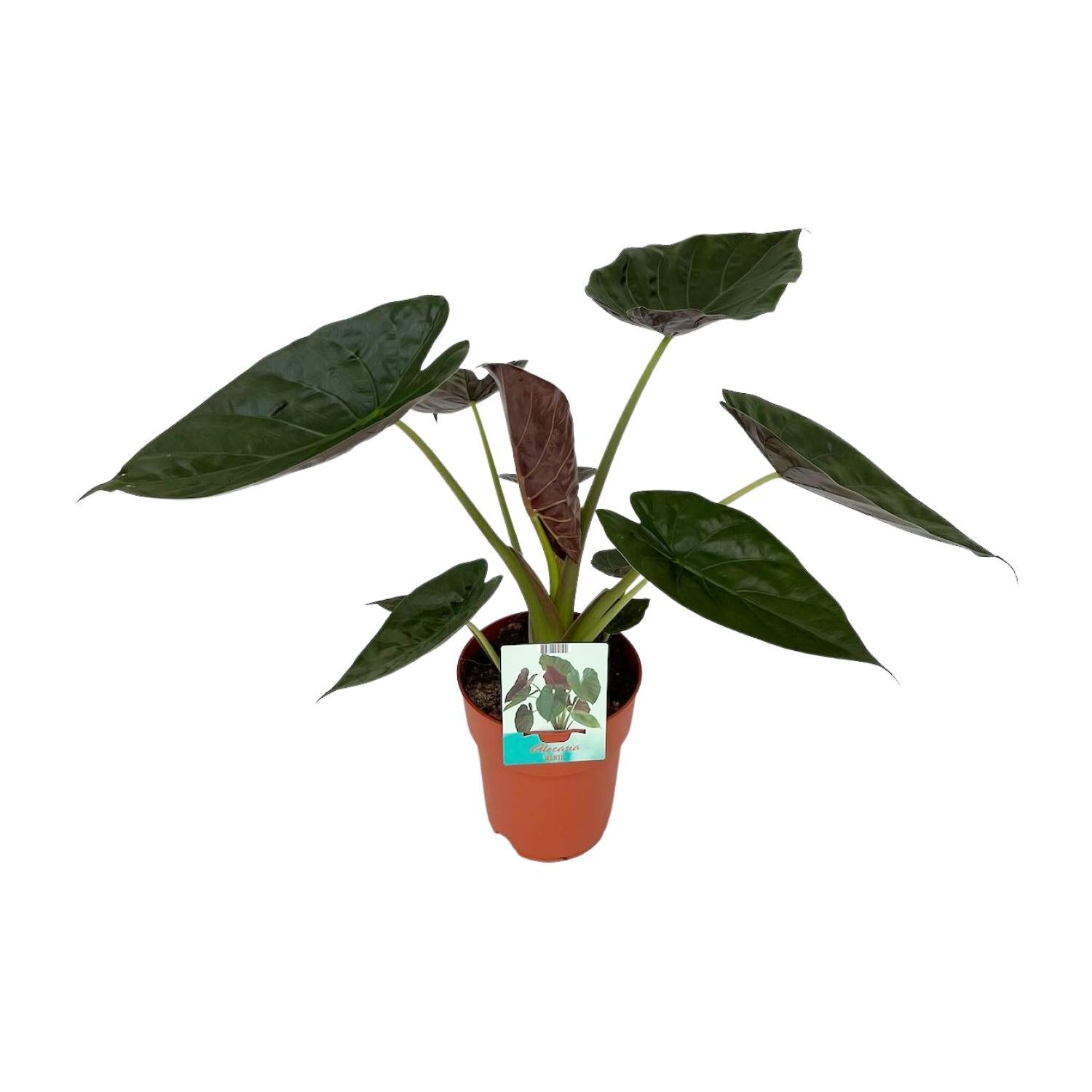Alocasia 'Sunset' - Ø19cm - ↕85cm