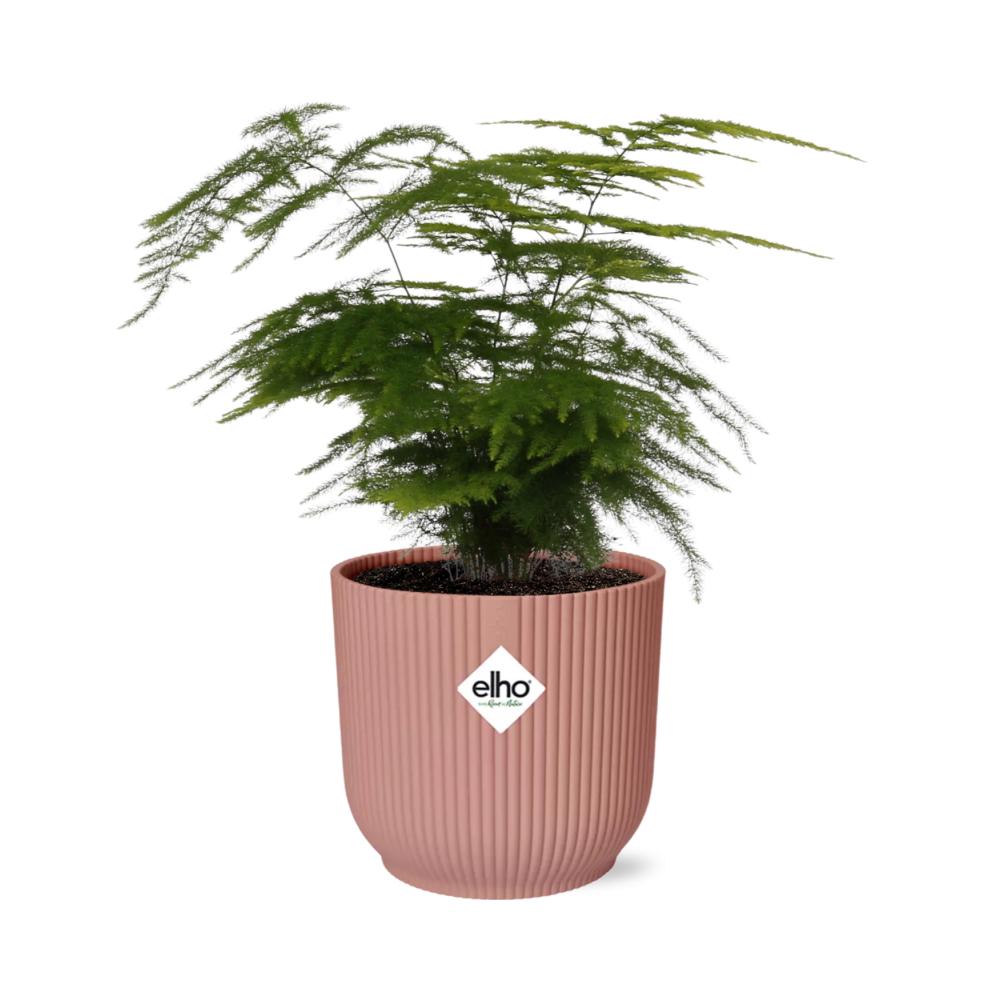 Asparagus Setaceus 'Plumosus' in ELHO Vibes Fold pink Ø14cm