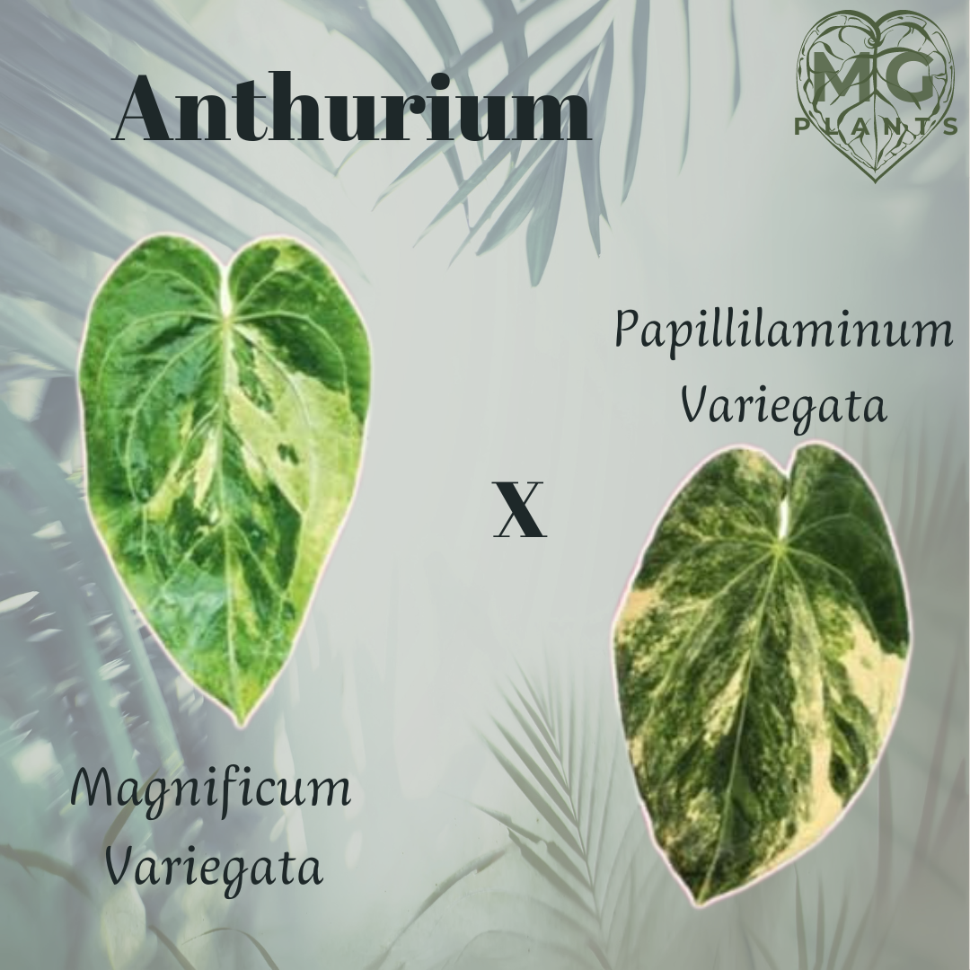 Anthurium Magnificum Variegata x Papilliaminum Variegata