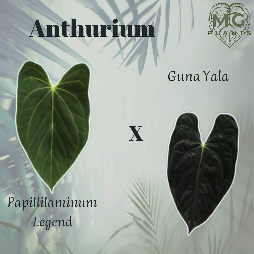 Anthurium Papilliaminum Legend x Guna Yala