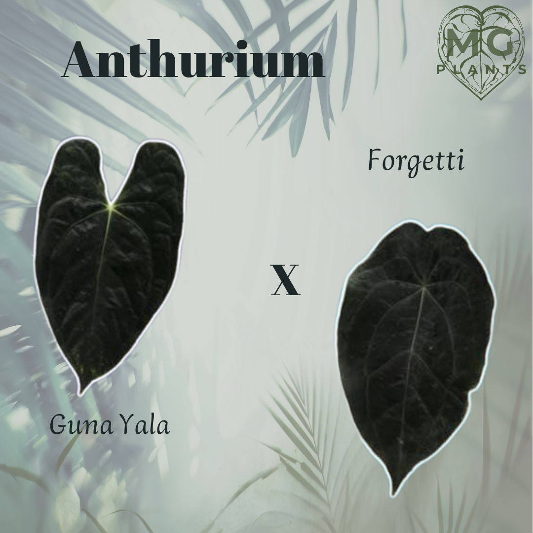 Anthurium Guna Yala x Forgetti