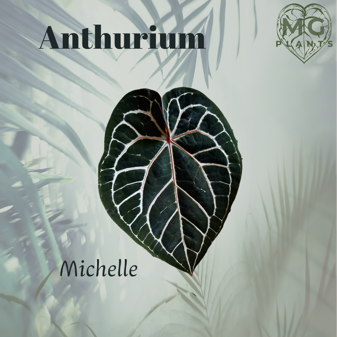 Anthurium Michelle x Self Seedling