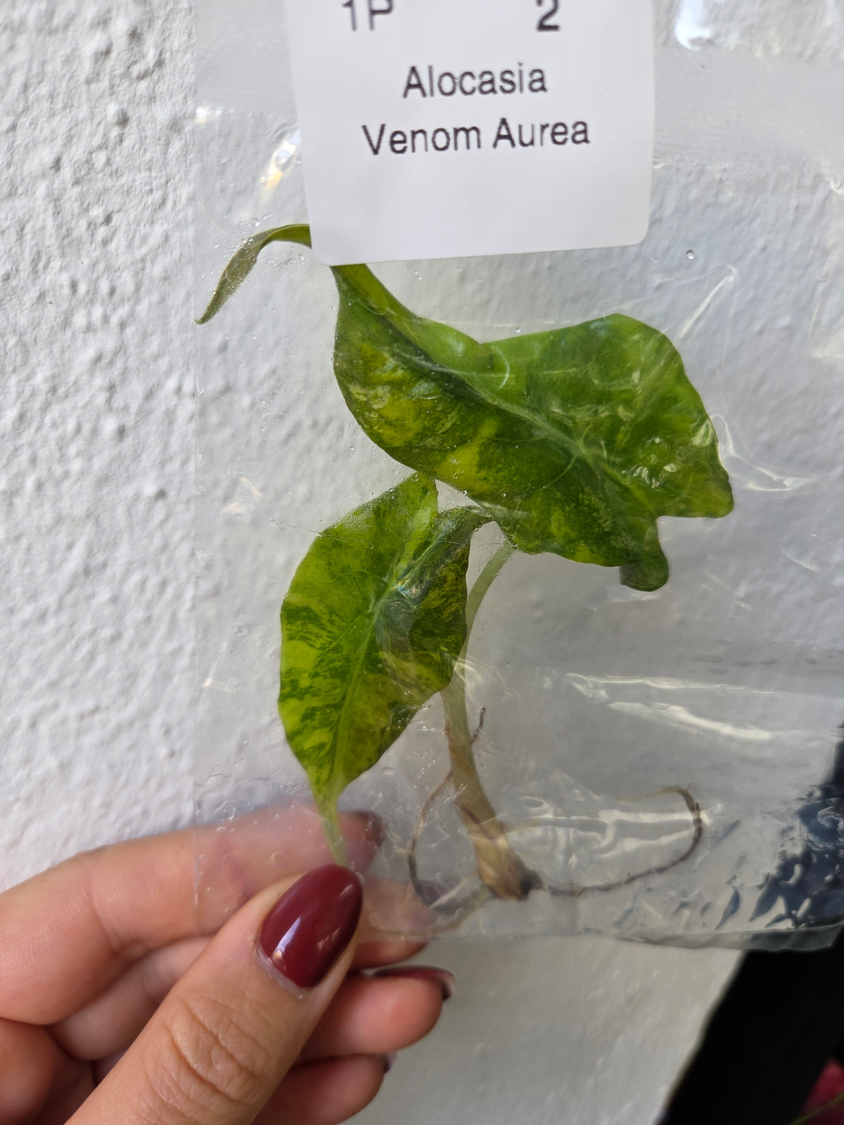 Alocasia Venom Aurea - TC