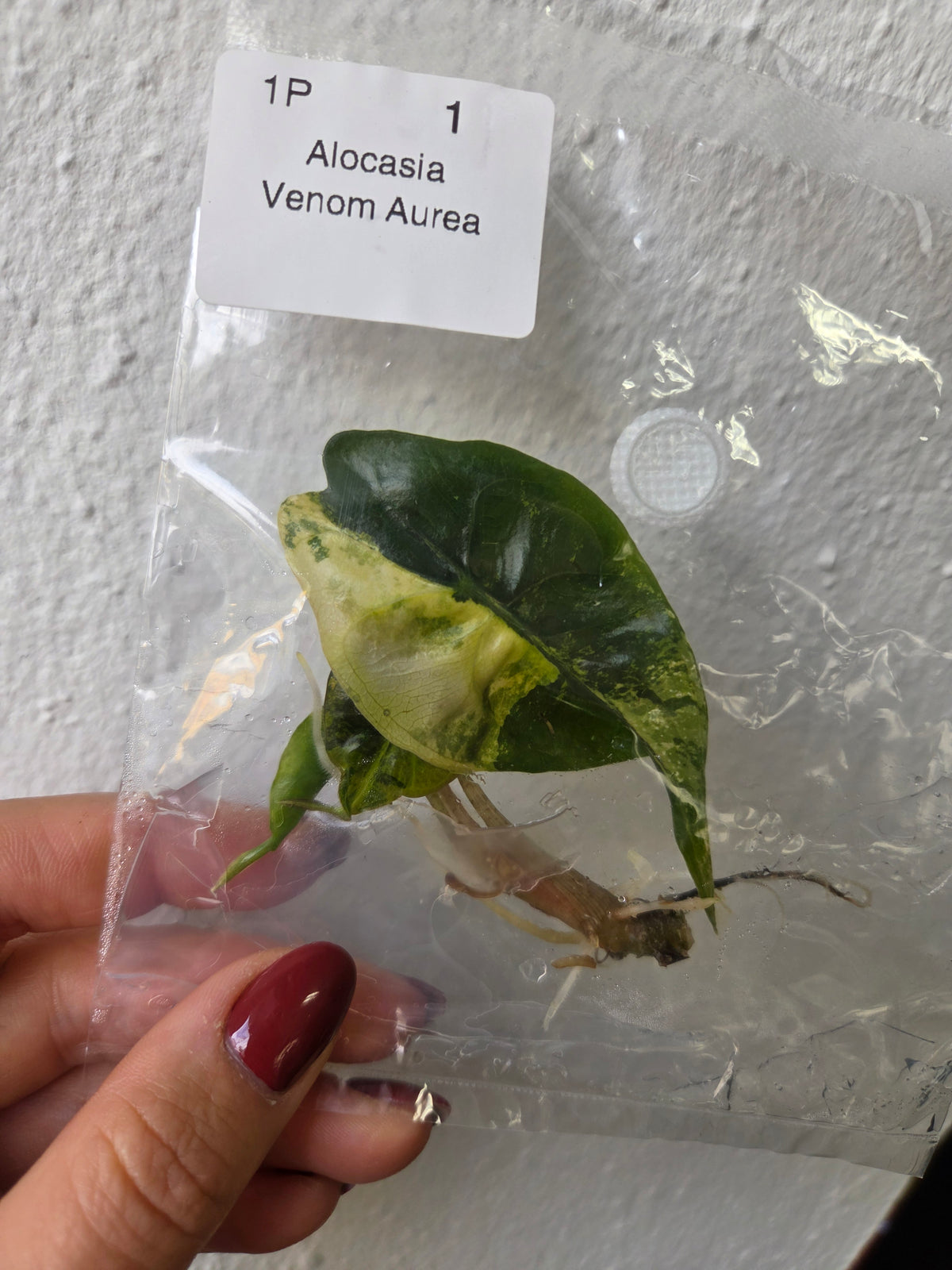 Alocasia Venom Aurea - TC
