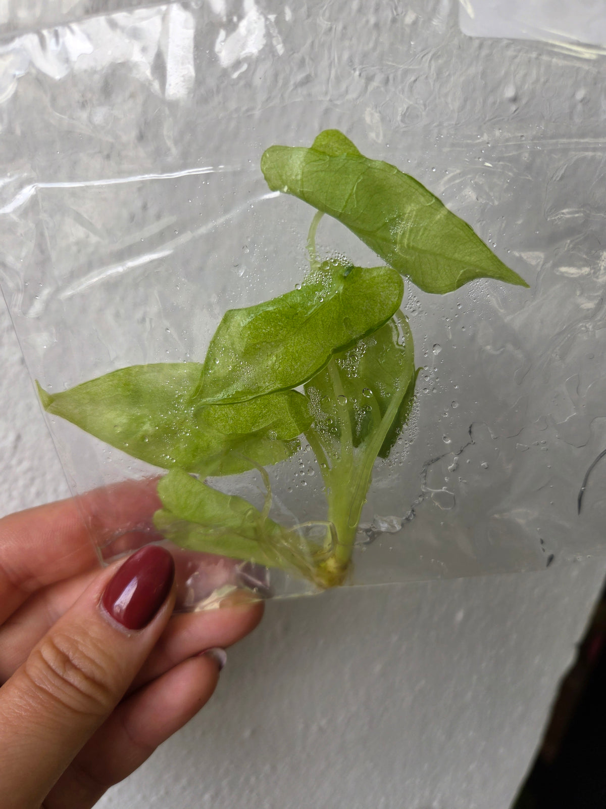 Alocasia Frydek Mint - TC