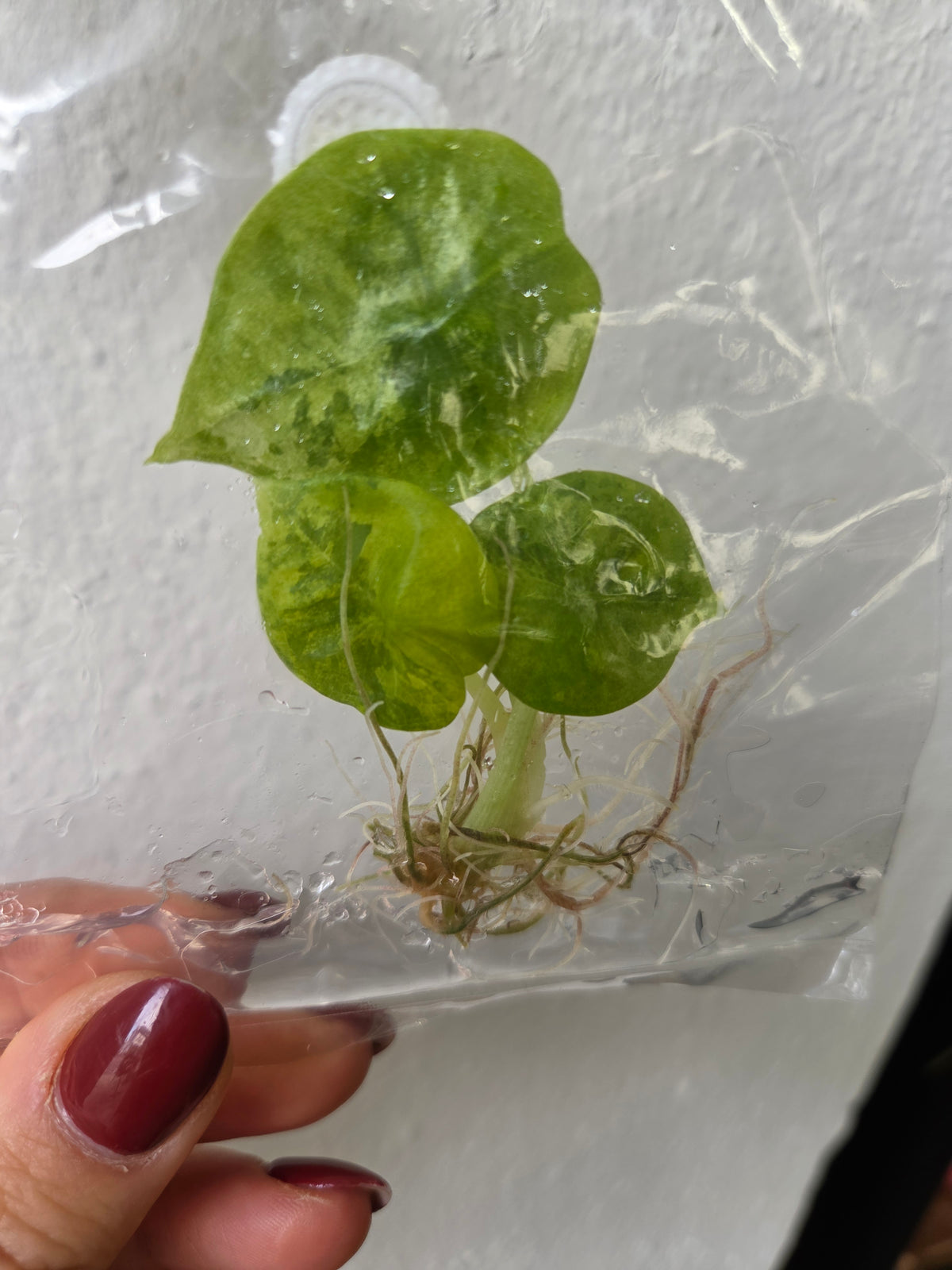 Alocasia Nebula Aurea - TC