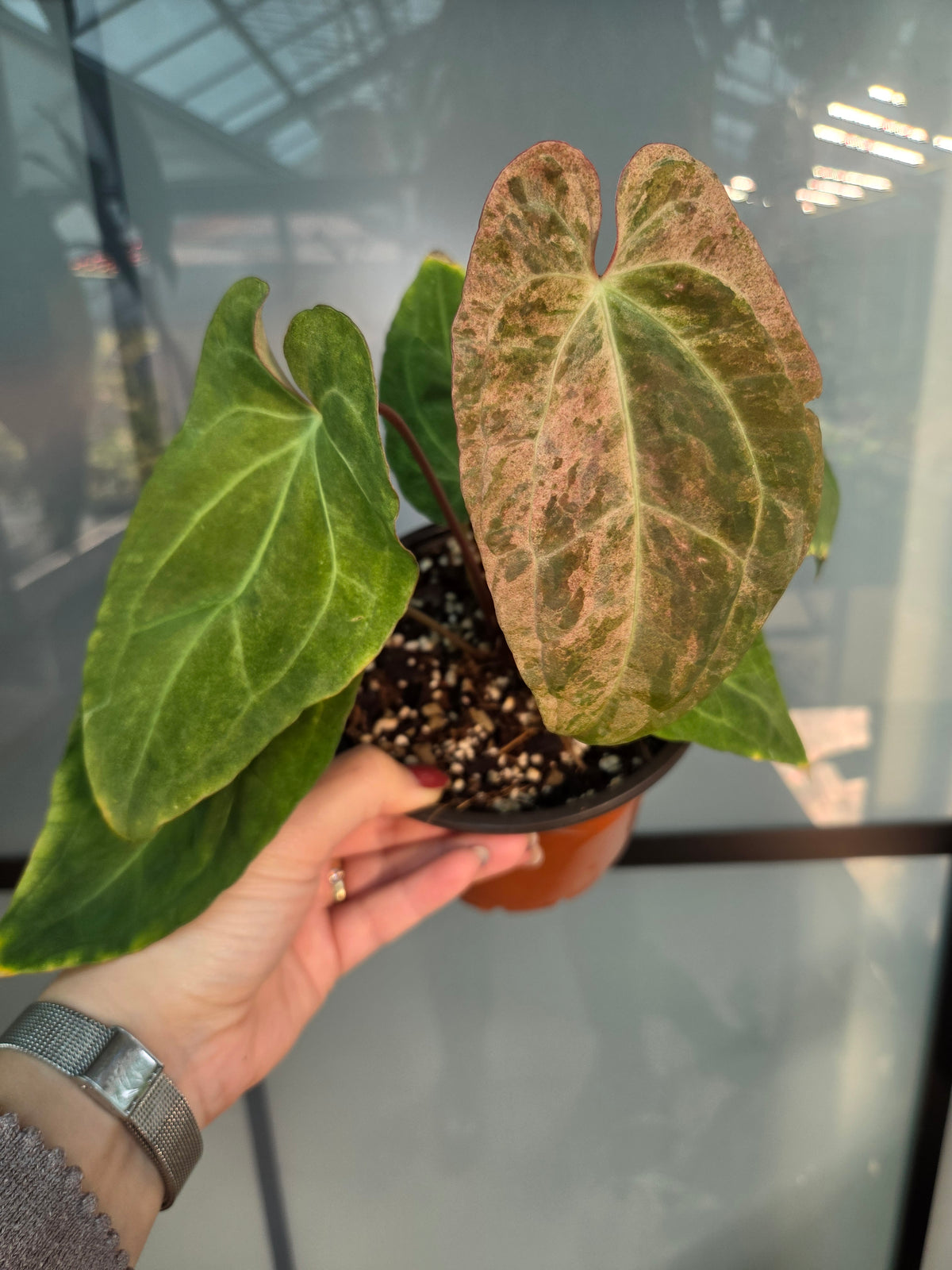 Anthurium Dark Phönix Variegata