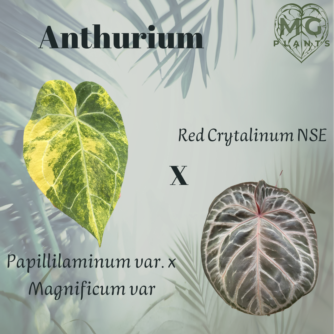 Anthurium (Papillilaminum var. x Magnificum var.)  x Red Crytalinum NSE