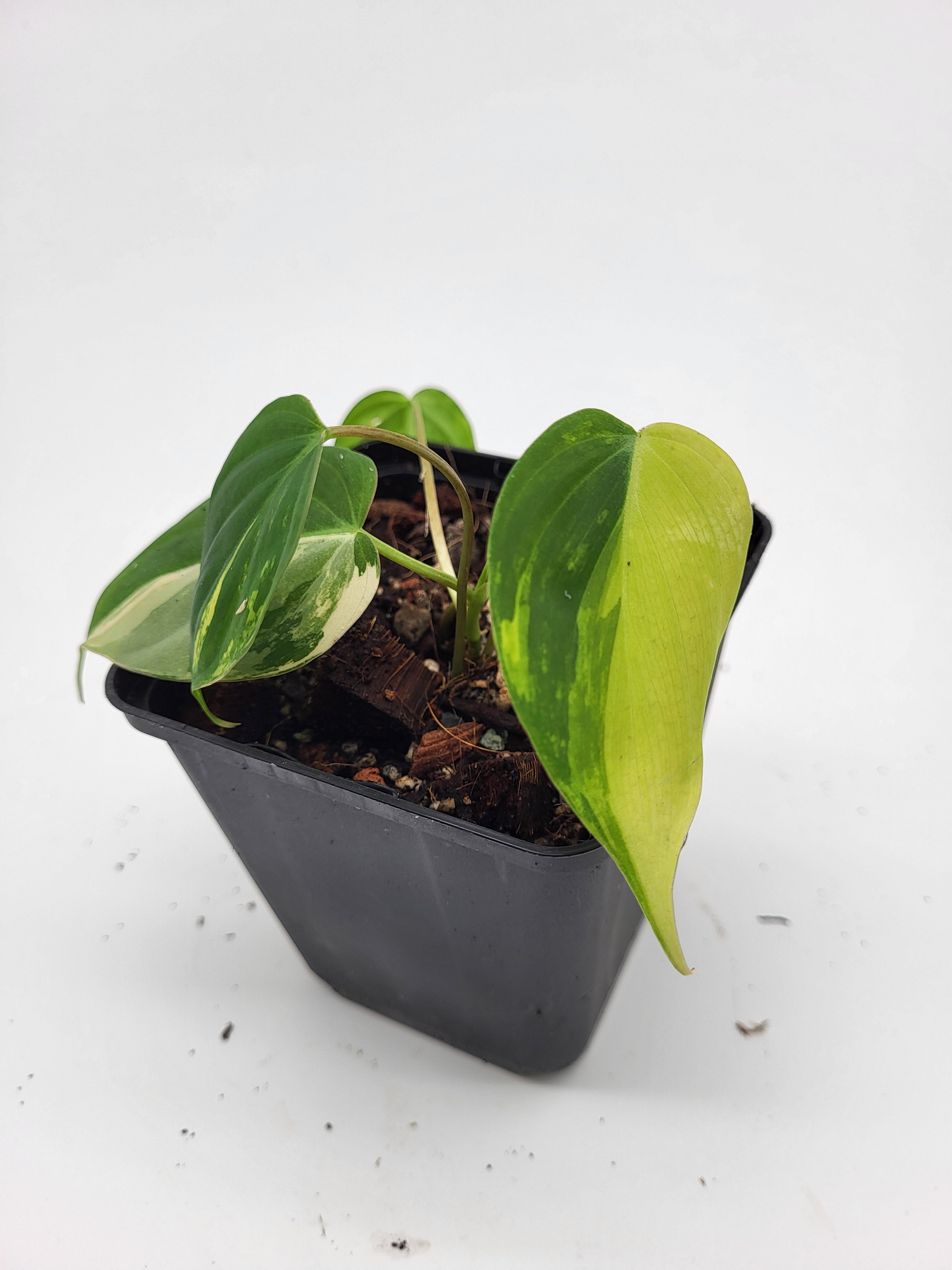 philodendron micans aurea Philodendron Micans Aurea – MG Plants