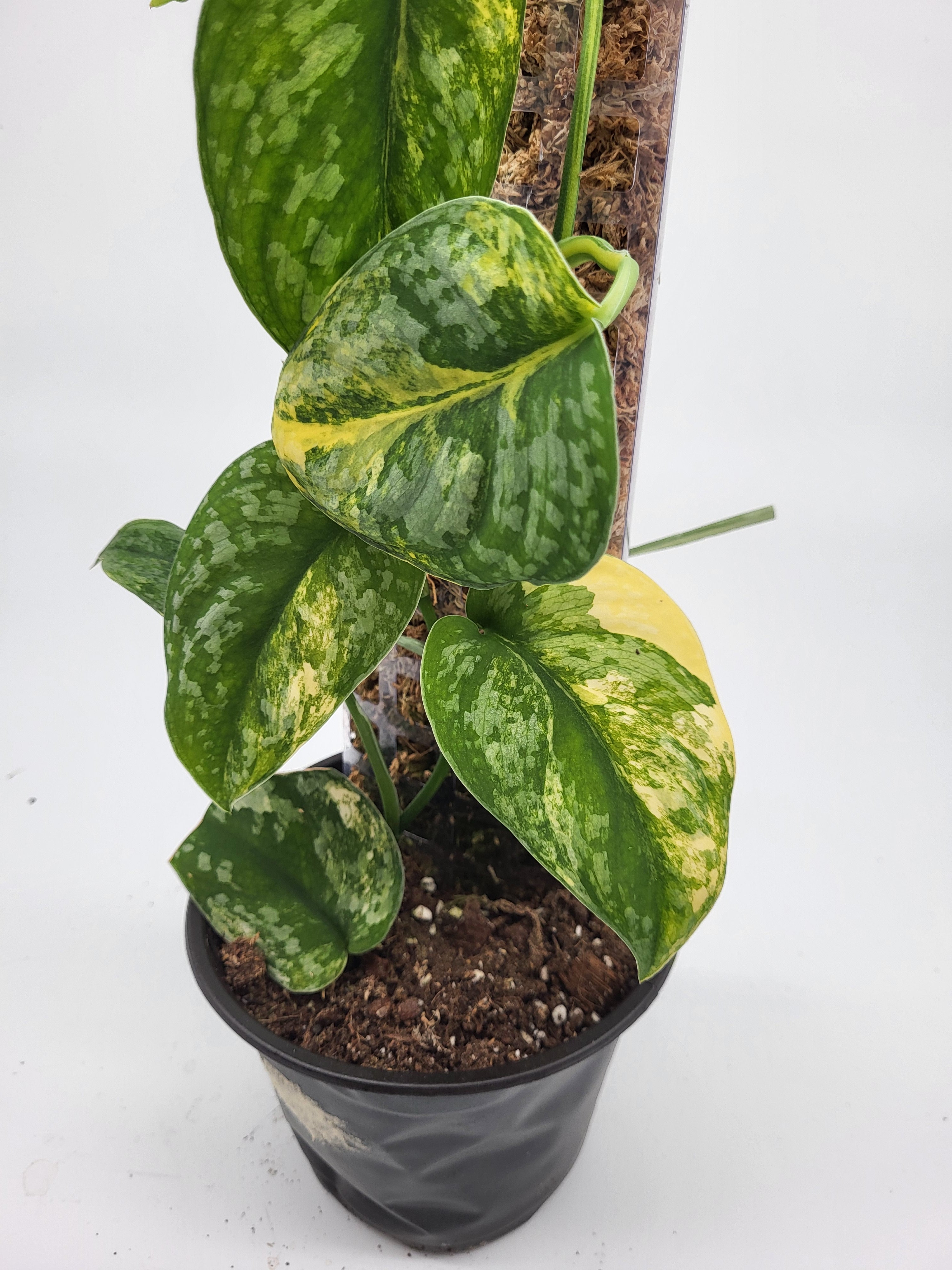 scindapsus golden pothos Scindapsus Exotica Aurea