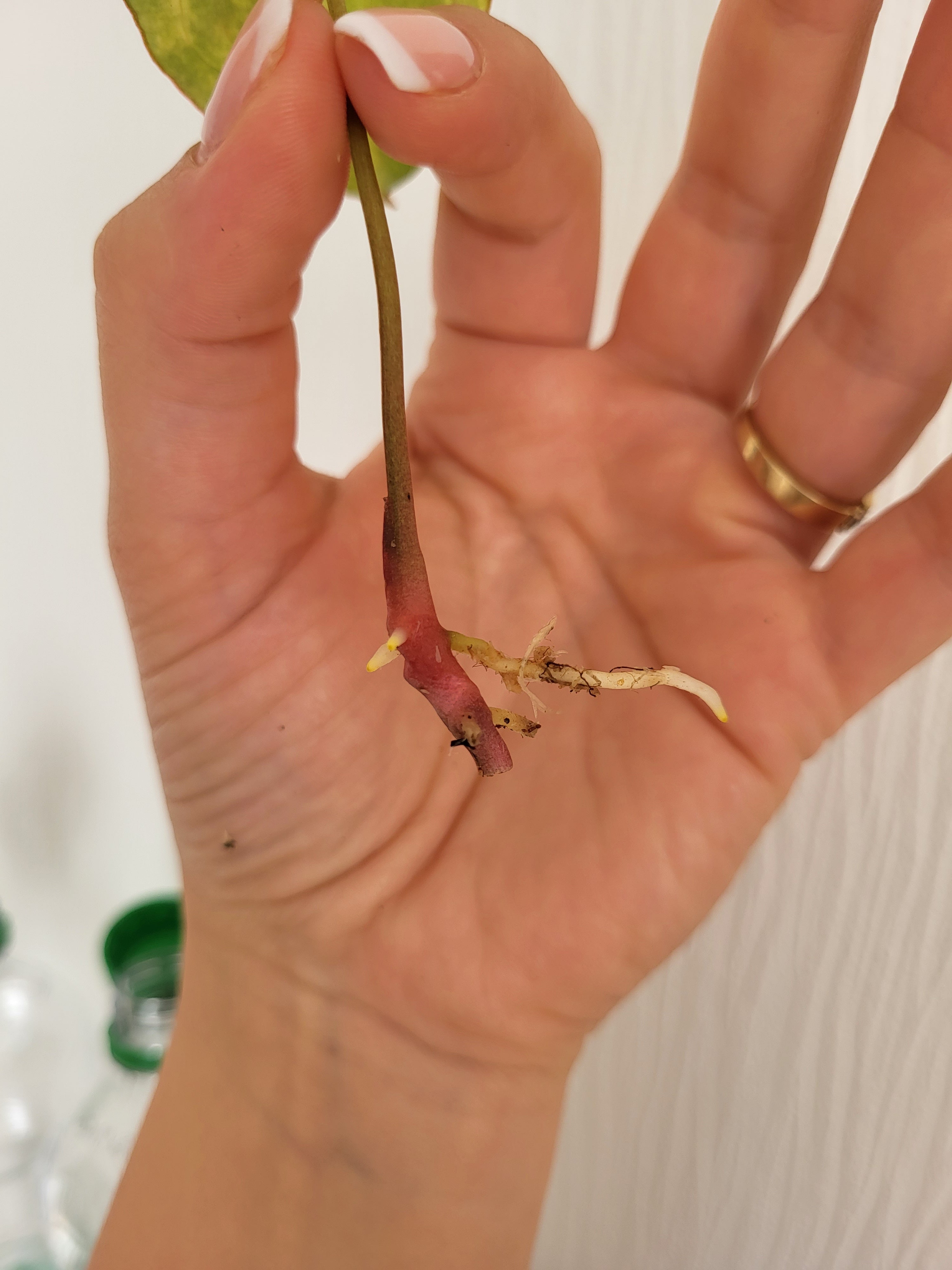 Anthurium Chrystallinum Variegata Head Cutting