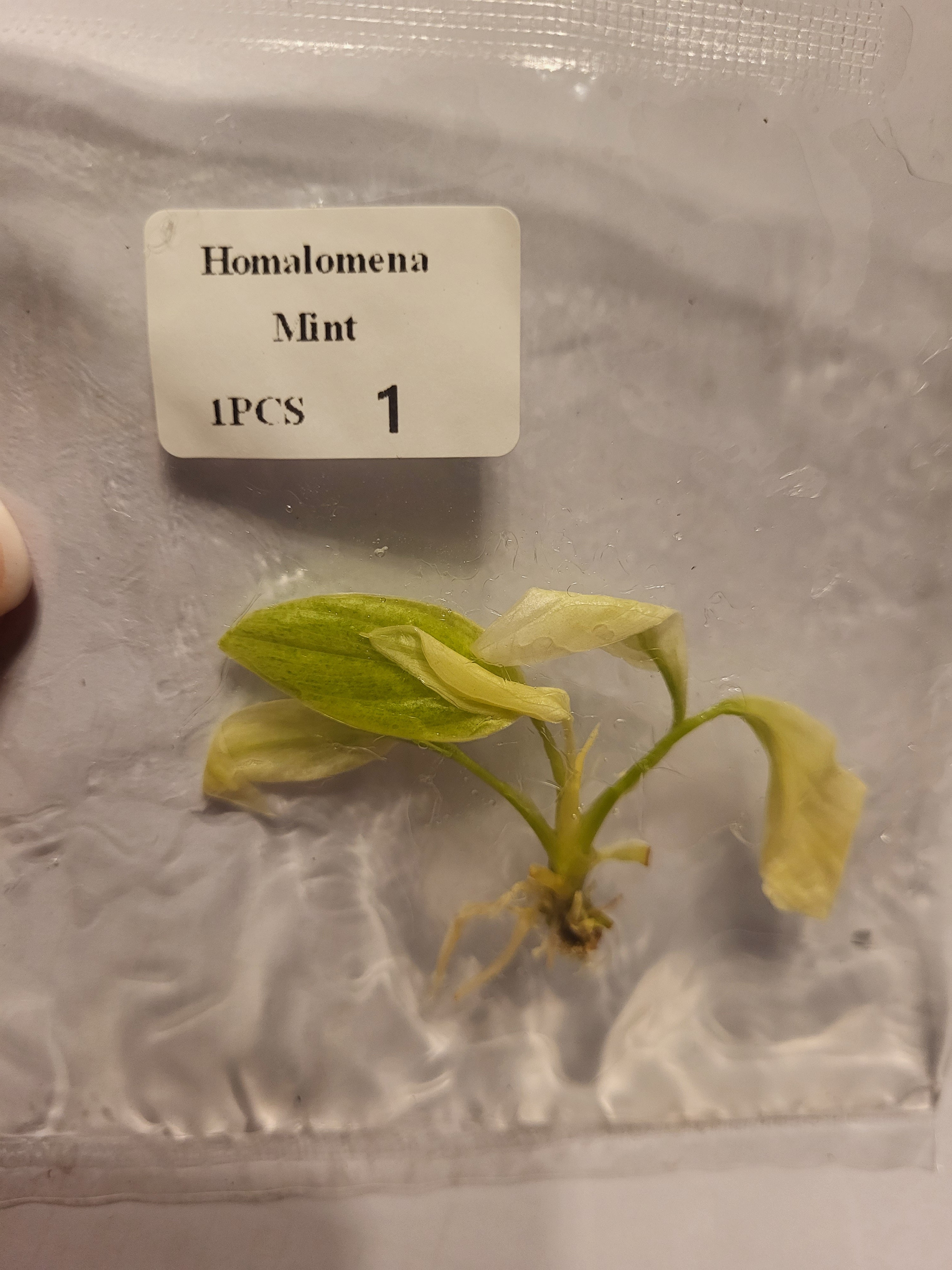 Homalomena Mint