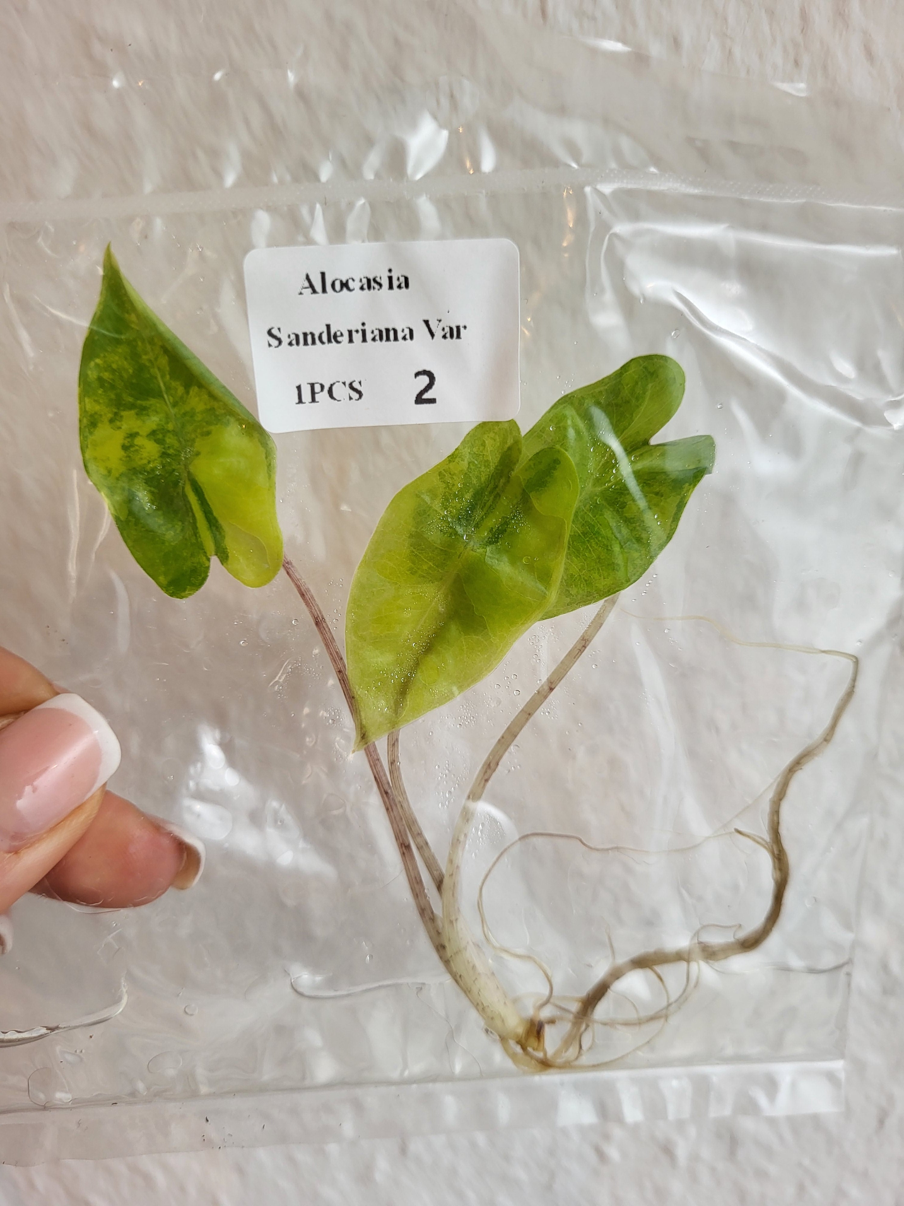 Alocasia Sanderiana Variegata