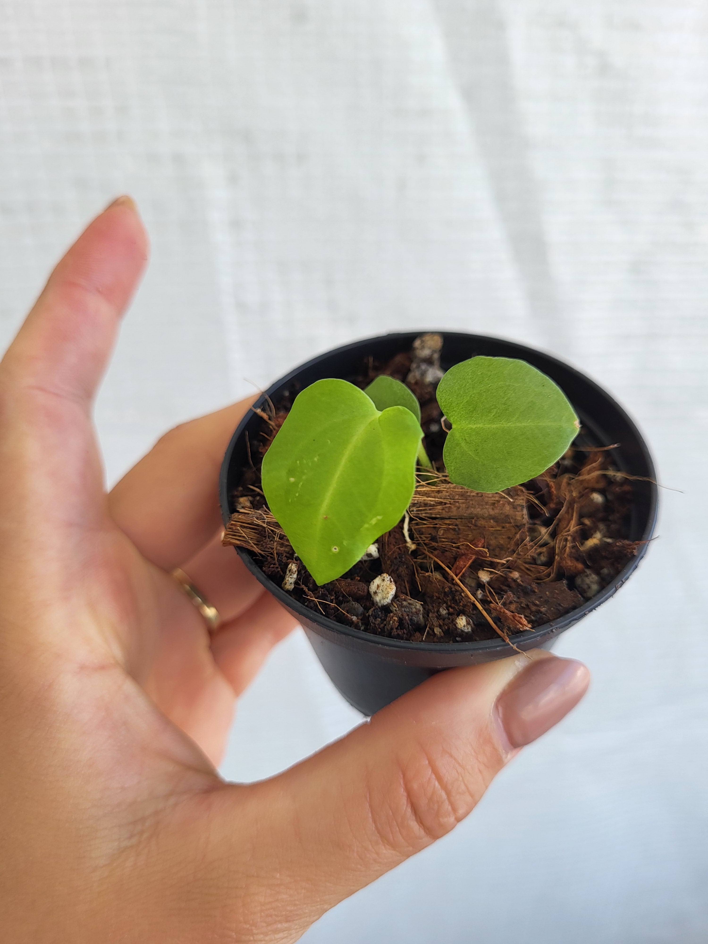 Anthurium Papillilaminum x (King of Spades HU xPortilae var.) Seedling