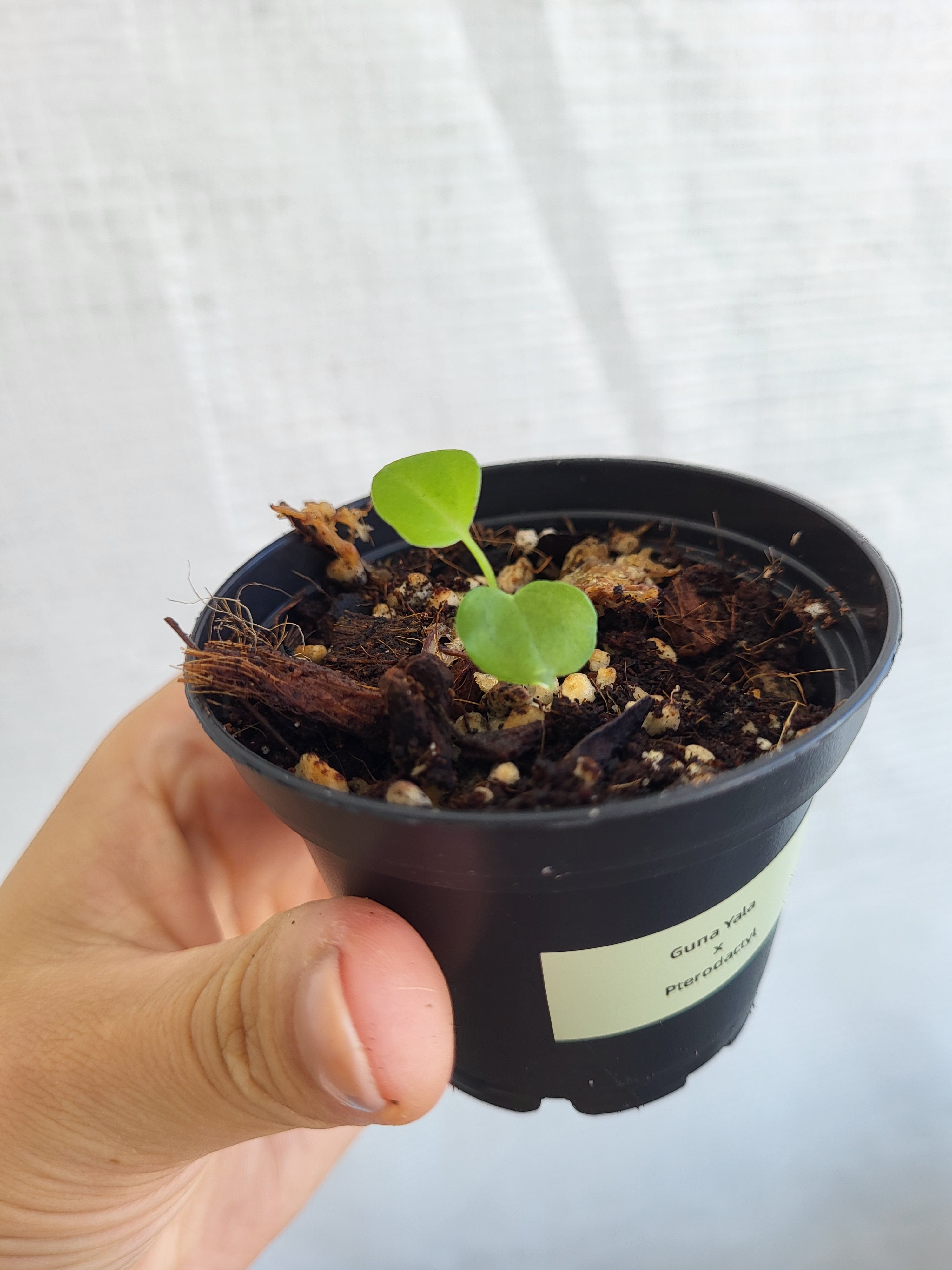 Anthurium Guna Yala x Pterodactyl  Seedling