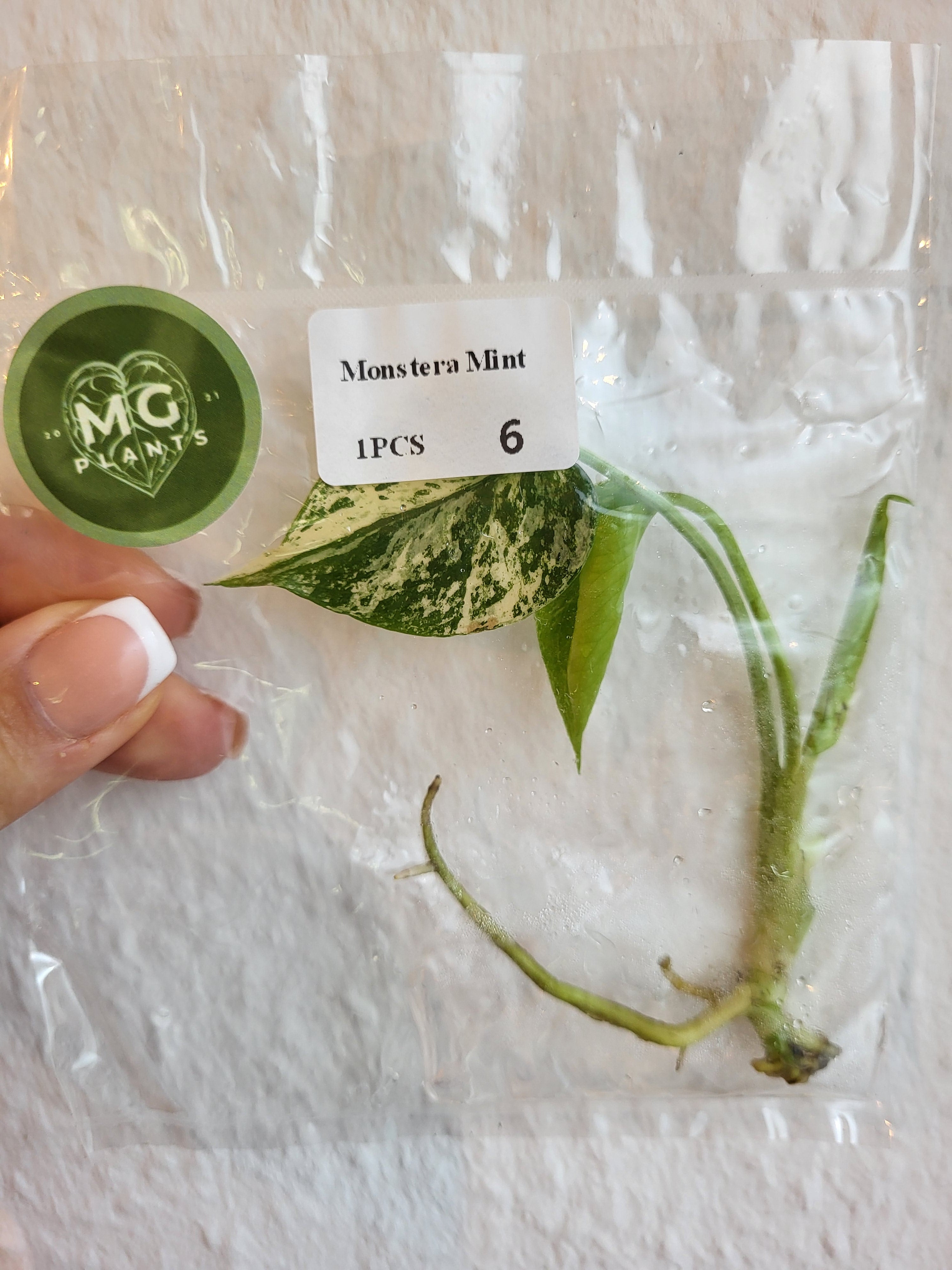 Monstera Deliciosa Mint - Tissue Culture (TC)