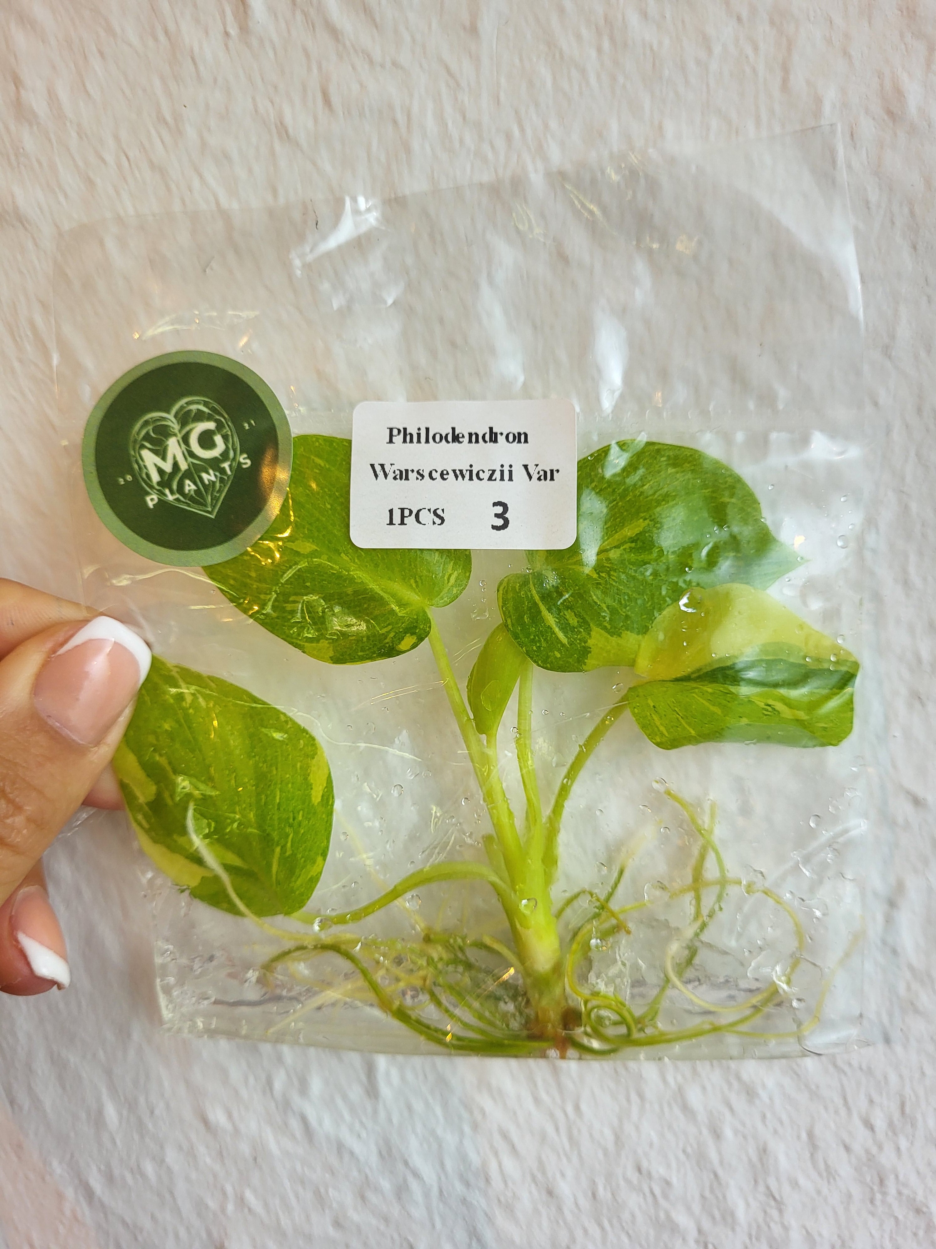 Philodendron Warscewiczii Variegated - Tissue Culture (TC)