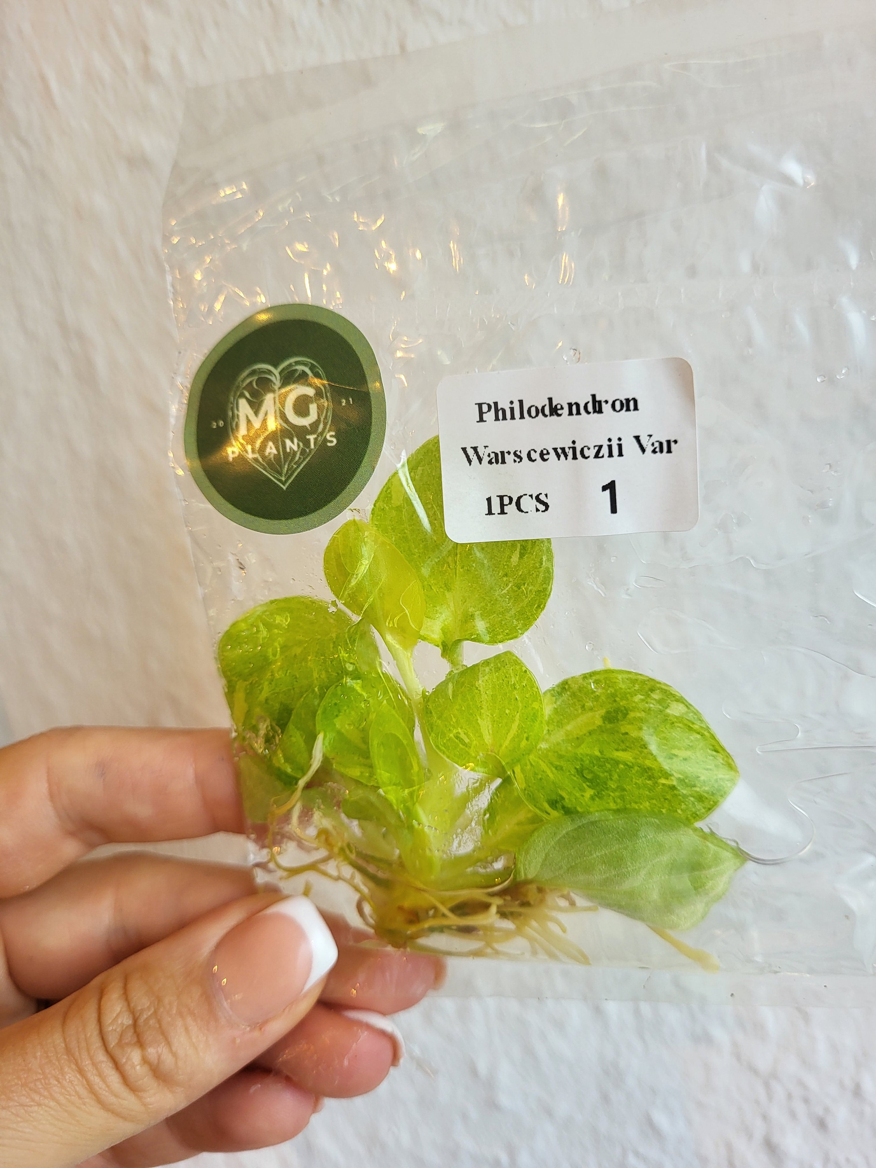 Philodendron Warscewiczii Variegated - Tissue Culture (TC)