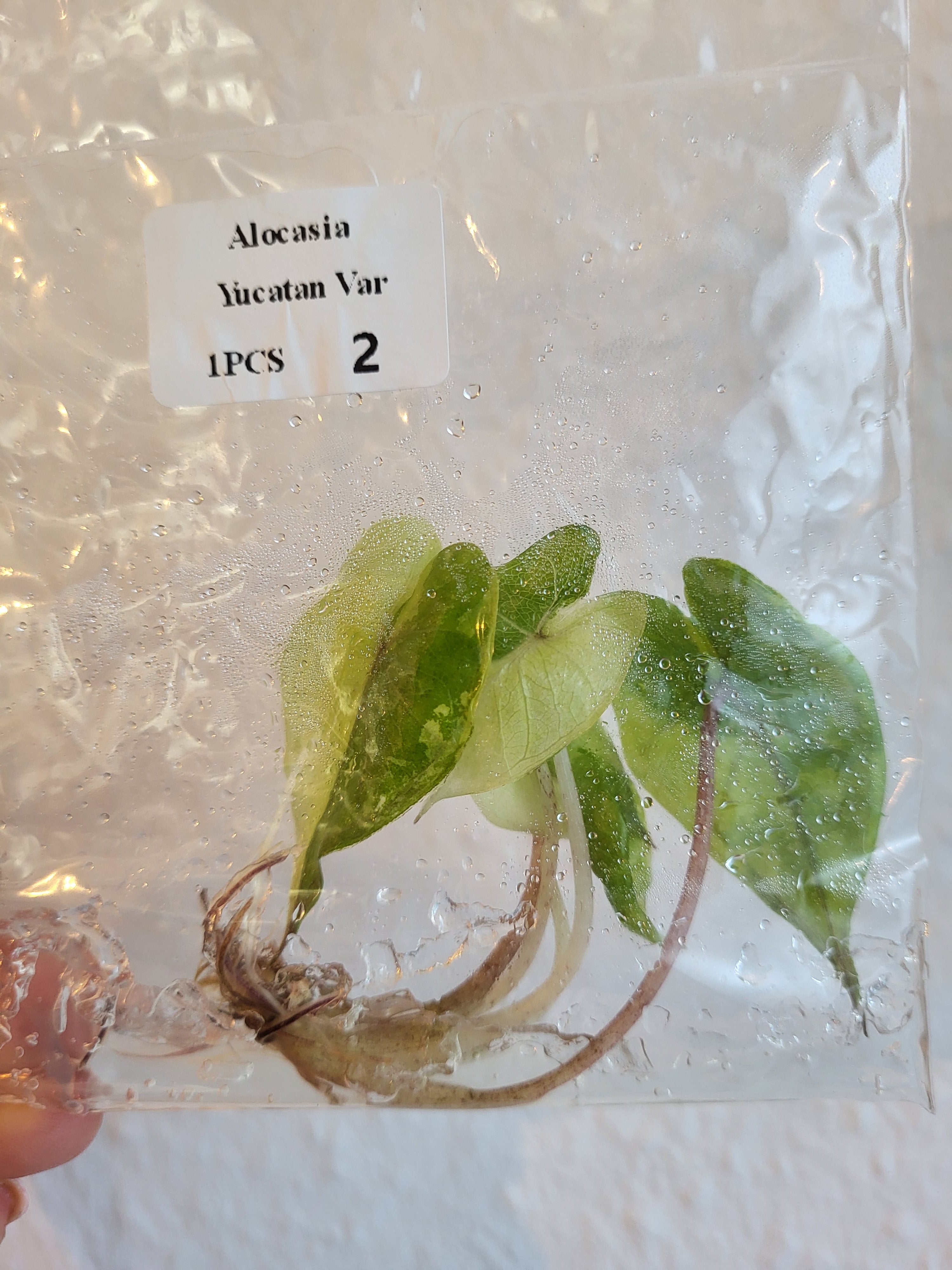 Alocasia Yucatan Variegata -Tissue Culture (TC)