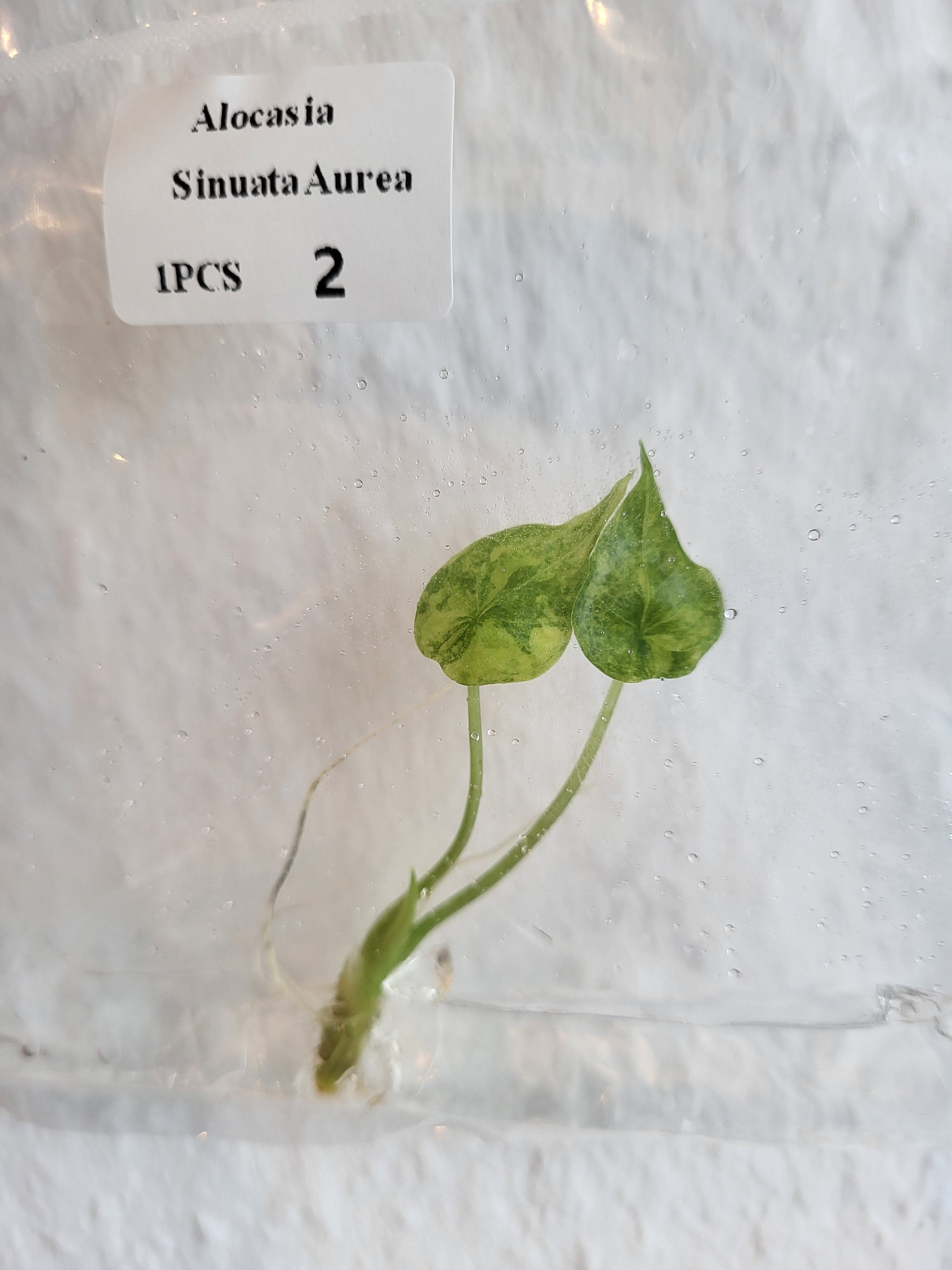 Alocasia Sinuata Aurea - Tissue Culture (TC)