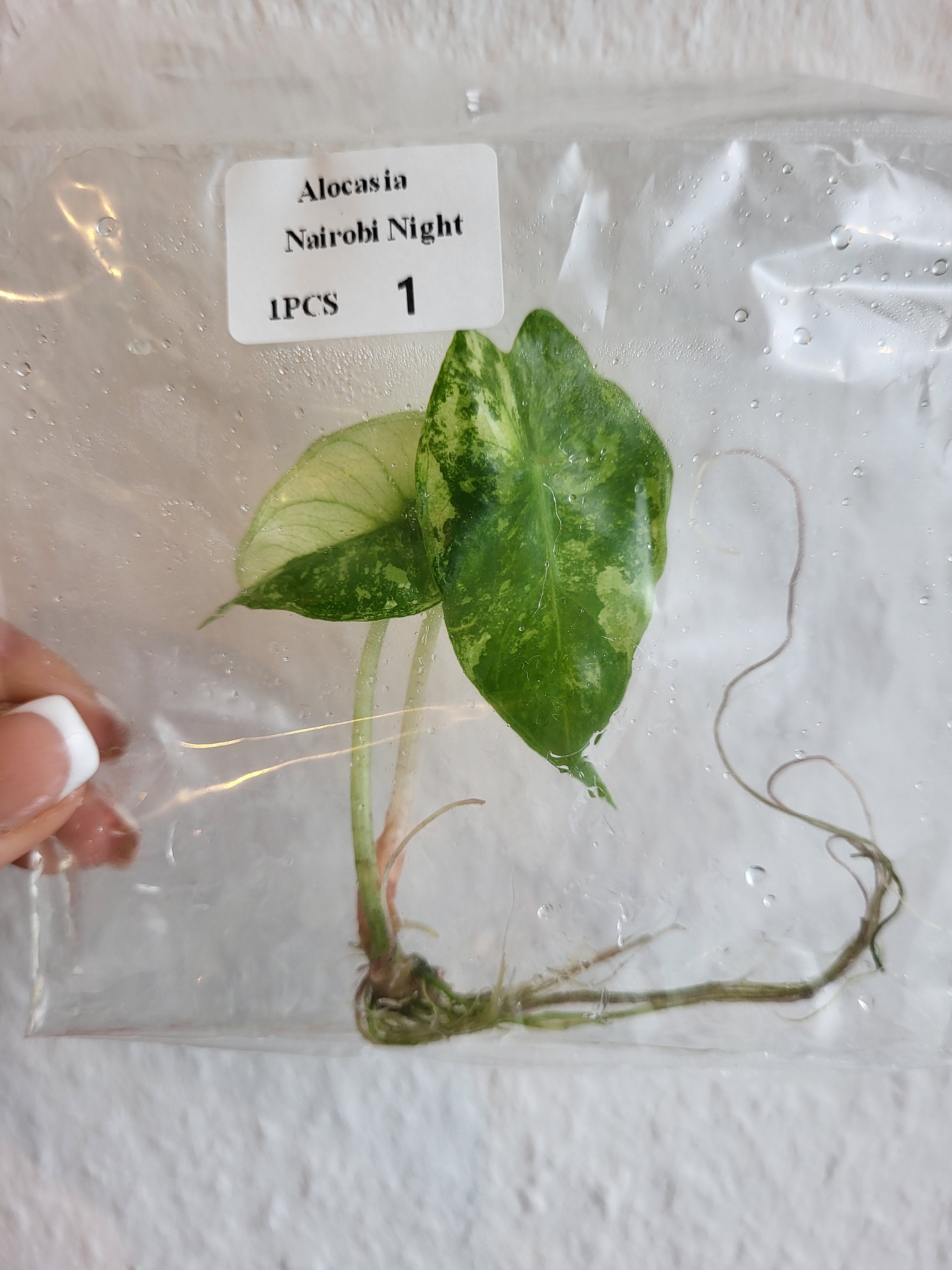 Alocasia Nairobi Night Variegata - Tissue Culture (TC)