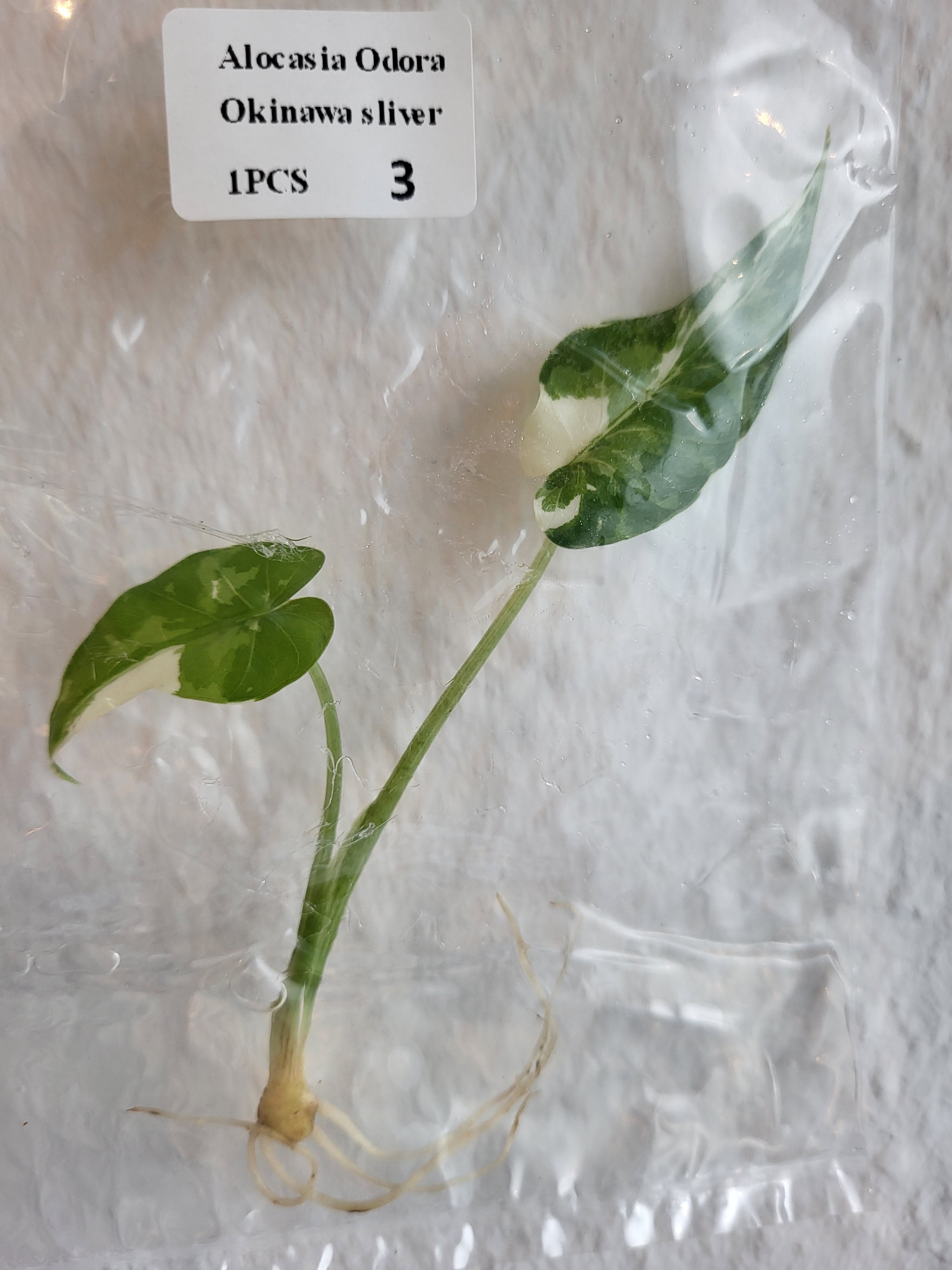 Alocasia Odora Okinawa sliver - Tissue Culture (TC)