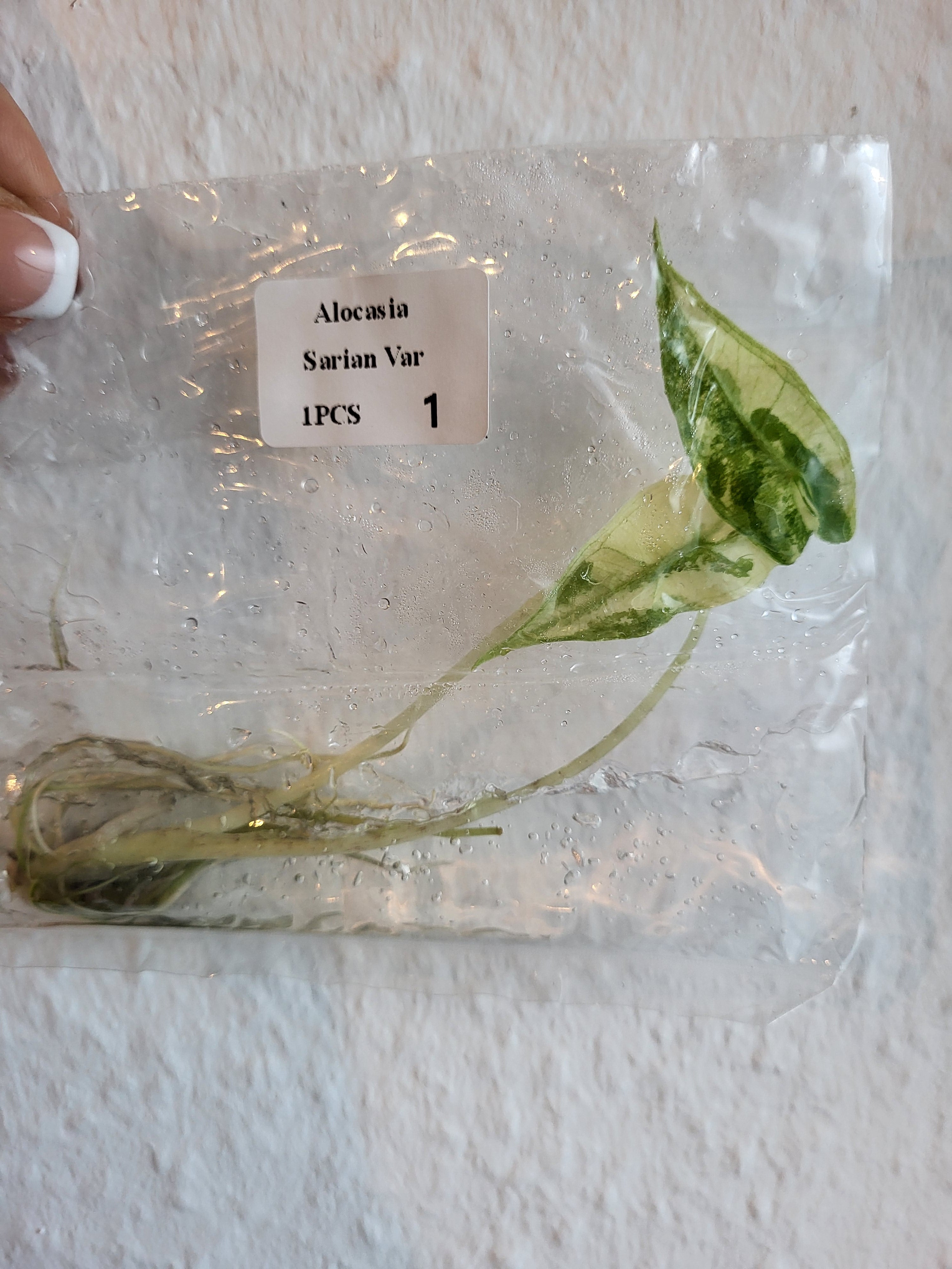 Alocasia Sarian Variegata - Tissue Culture  (TC)