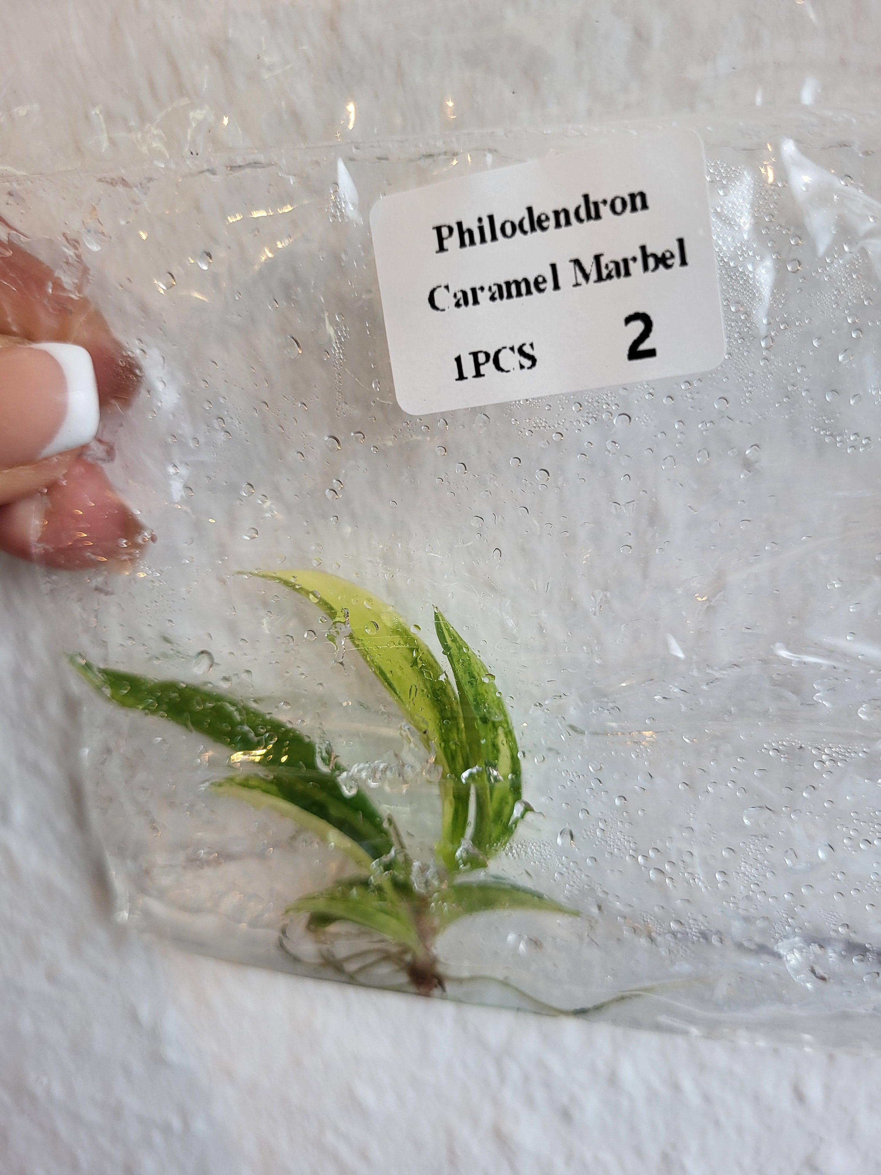 Philodendron Caramel Marble - Tissue Culture (TC)