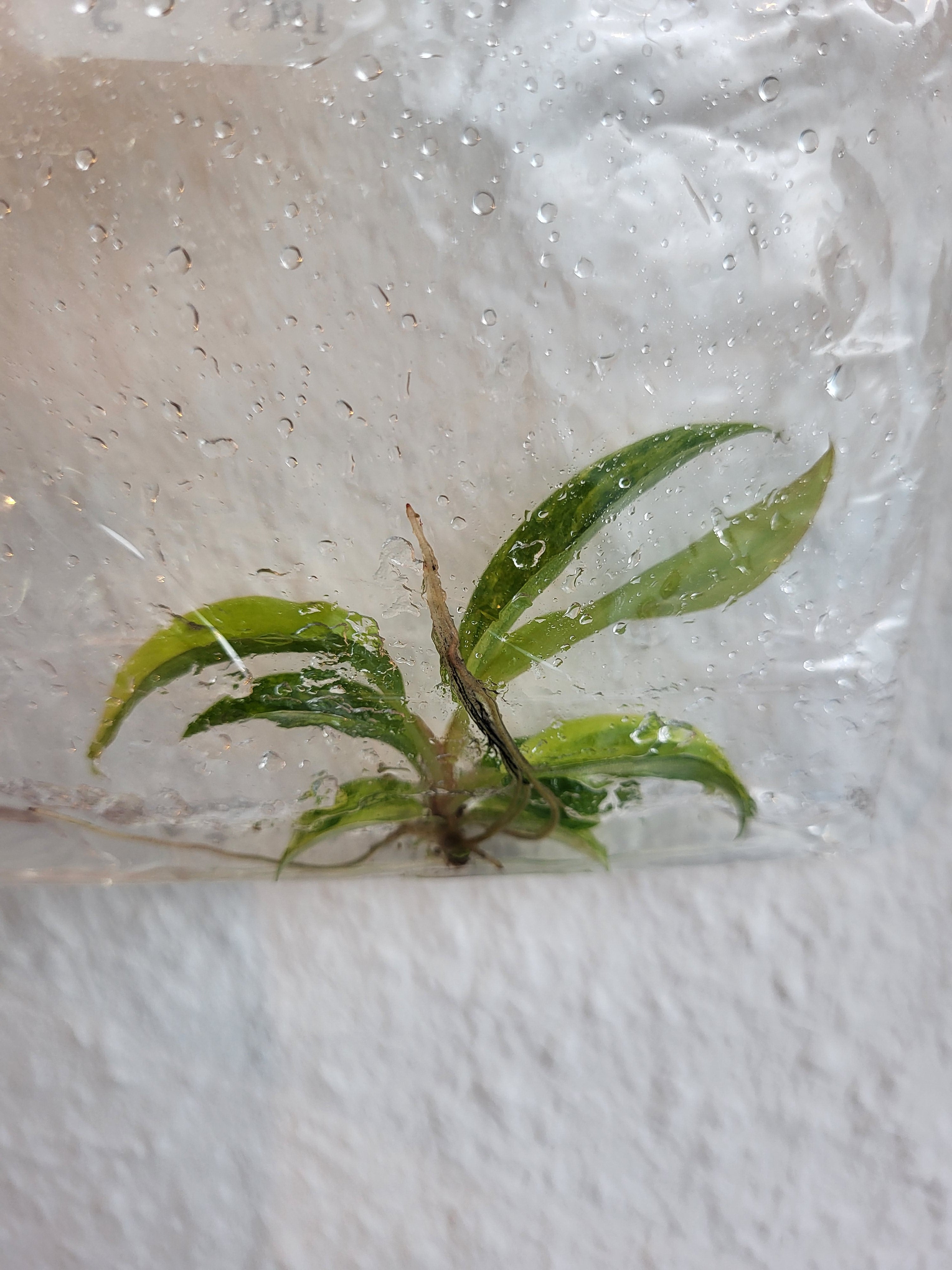 Philodendron Caramel Marble - Tissue Culture (TC)