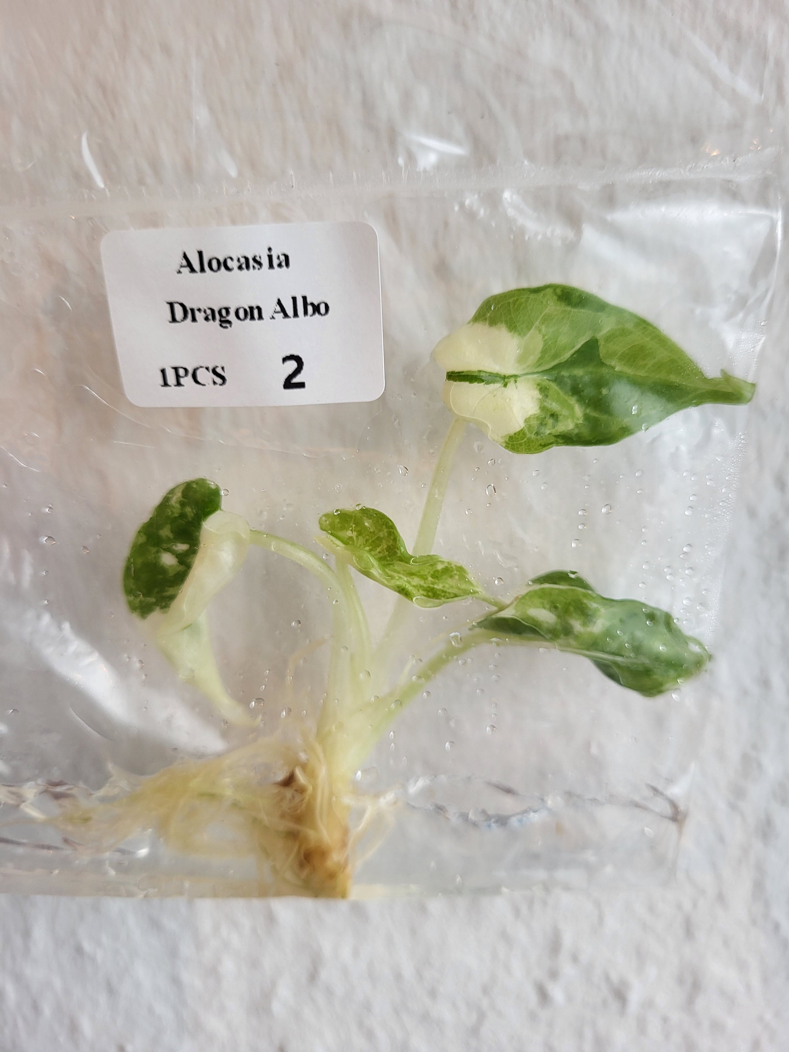 Alocasia Dragon Scale Albo - Tissue Culture (TC)