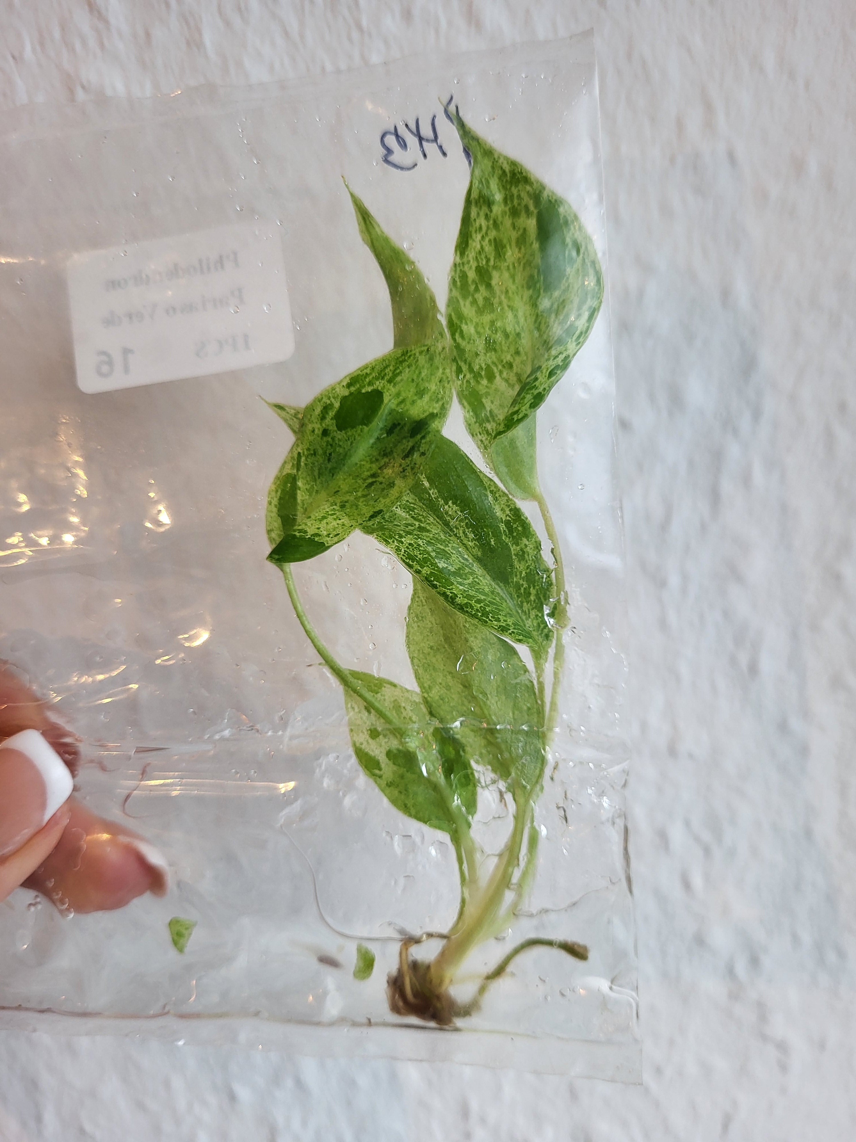 Philodendron Paraiso Verde - Tissue Culture (TC)