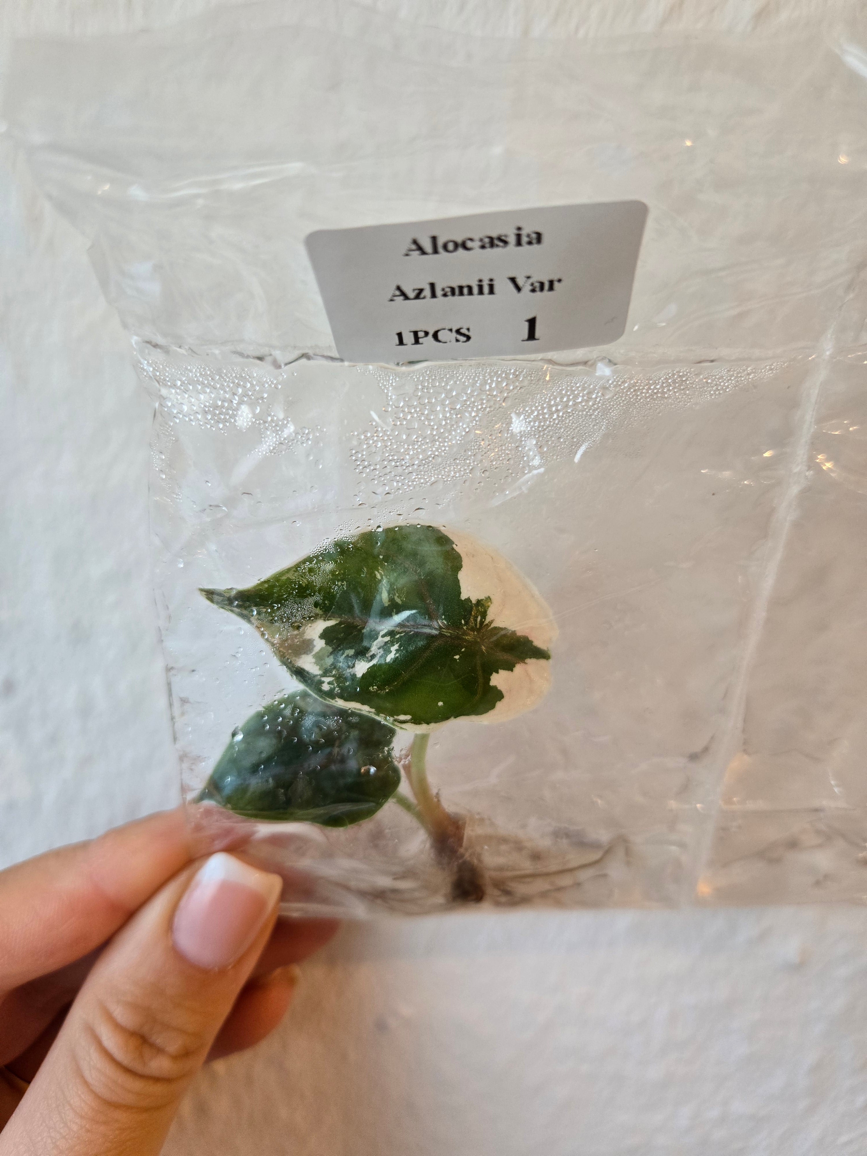 Alocasia Azlanii Variegata - (TC) Tissue Culture Pflanzen