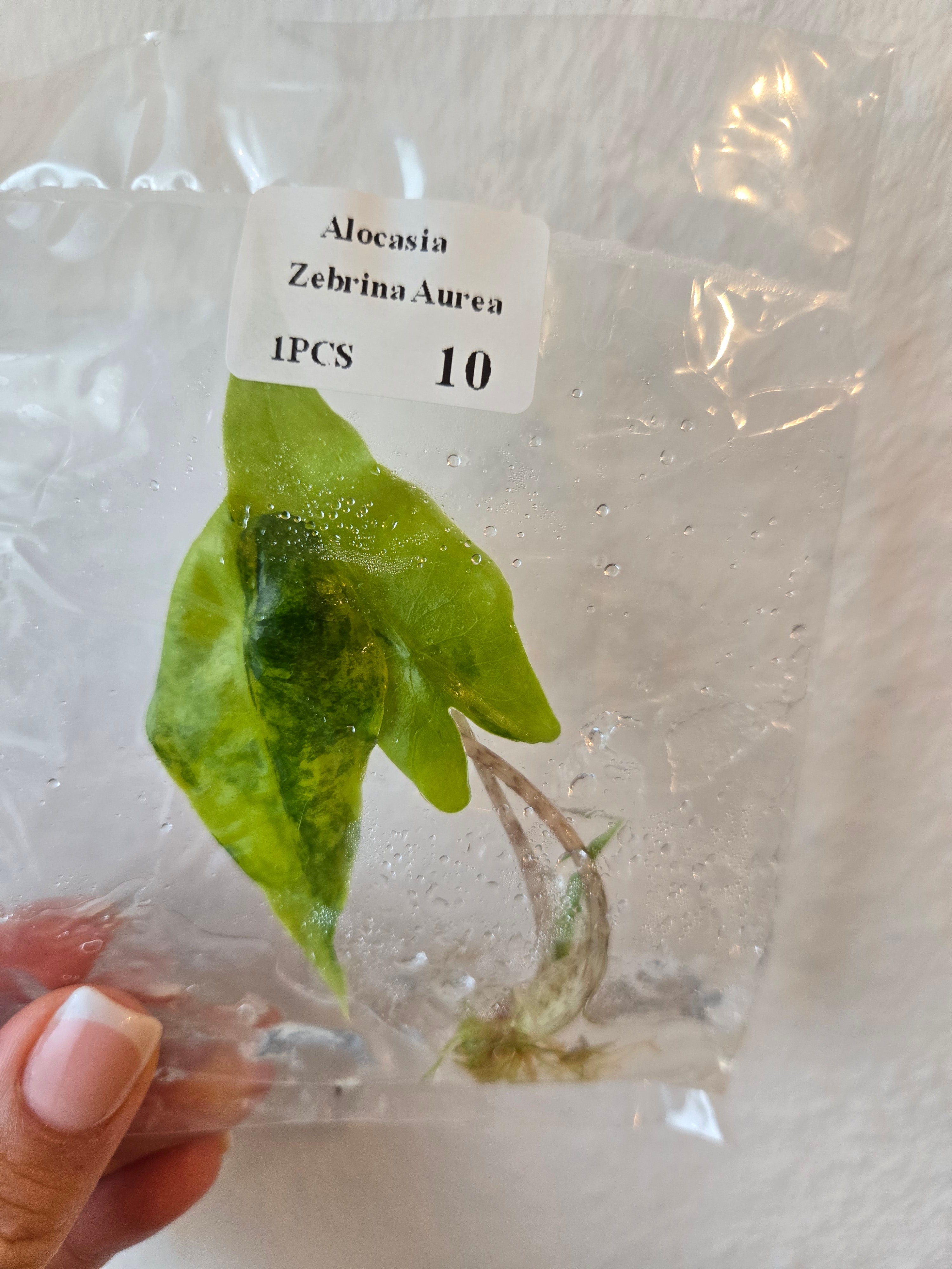 Alocasia Zebrina Aurea - Tissue Culture (TC)