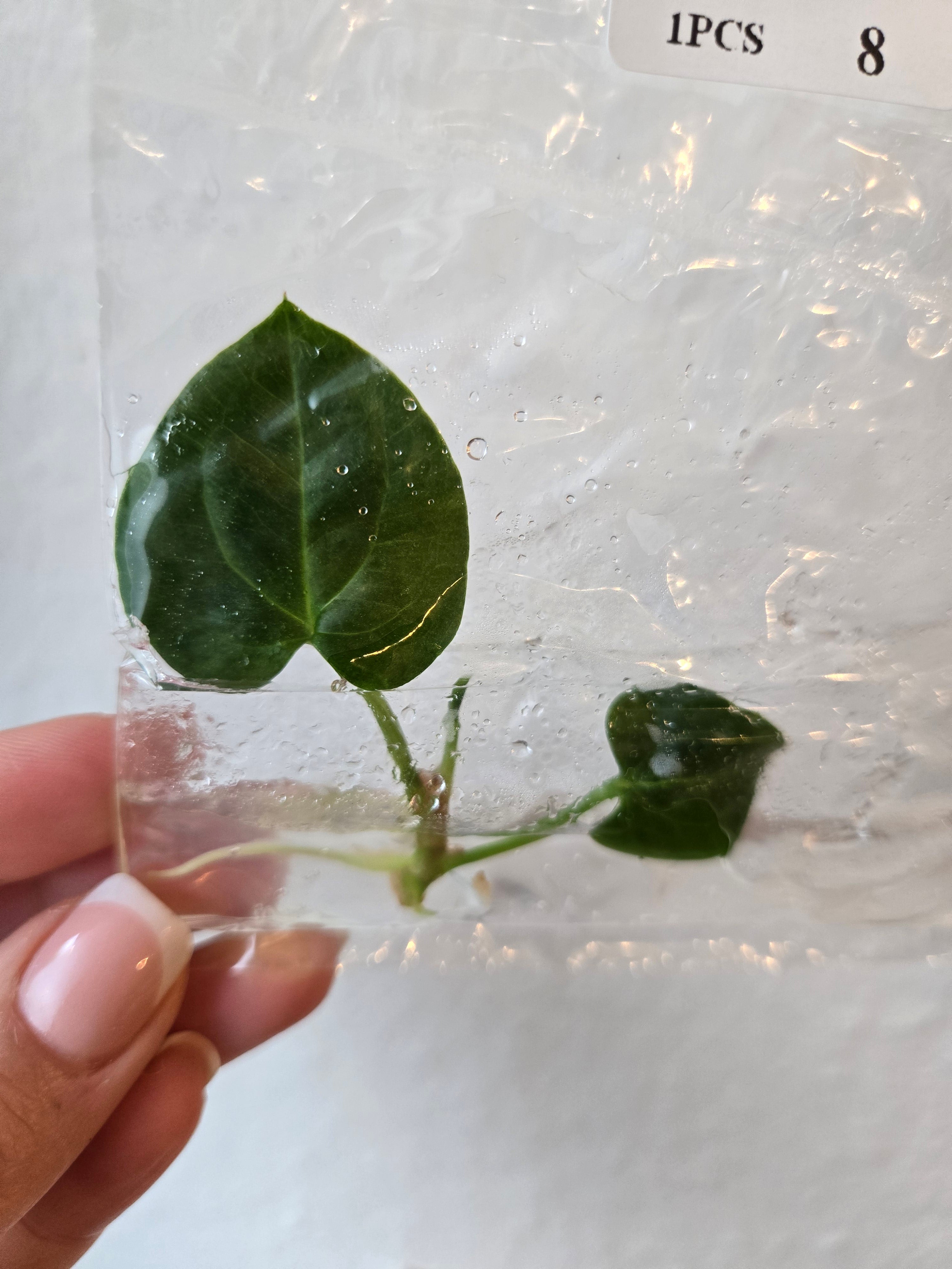 Anthurium (red Vein) Dark Phönix - Tissue Culture (TC)