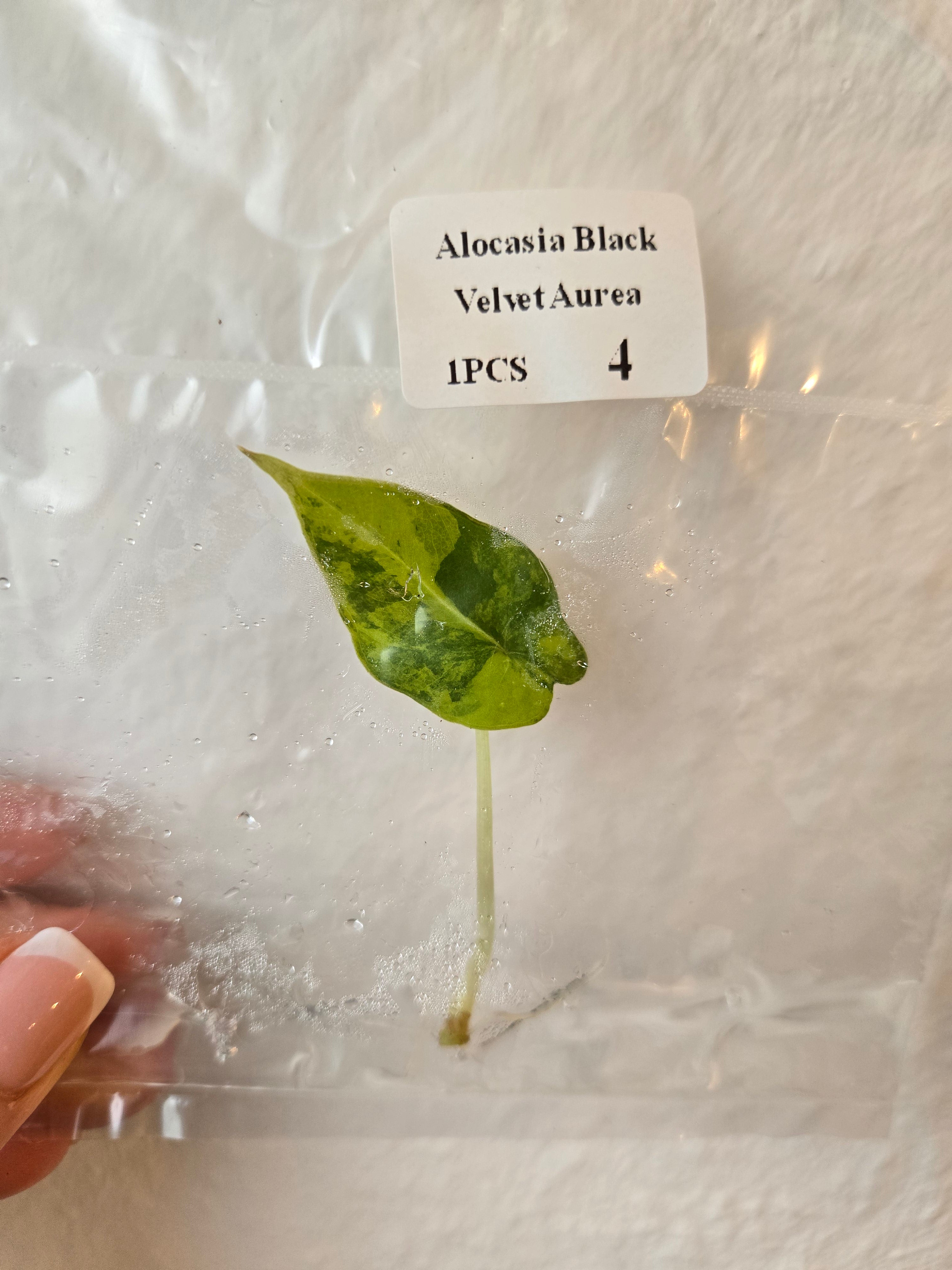 Alocasia Black Velvet Gold- Tissue Culture  (TC)