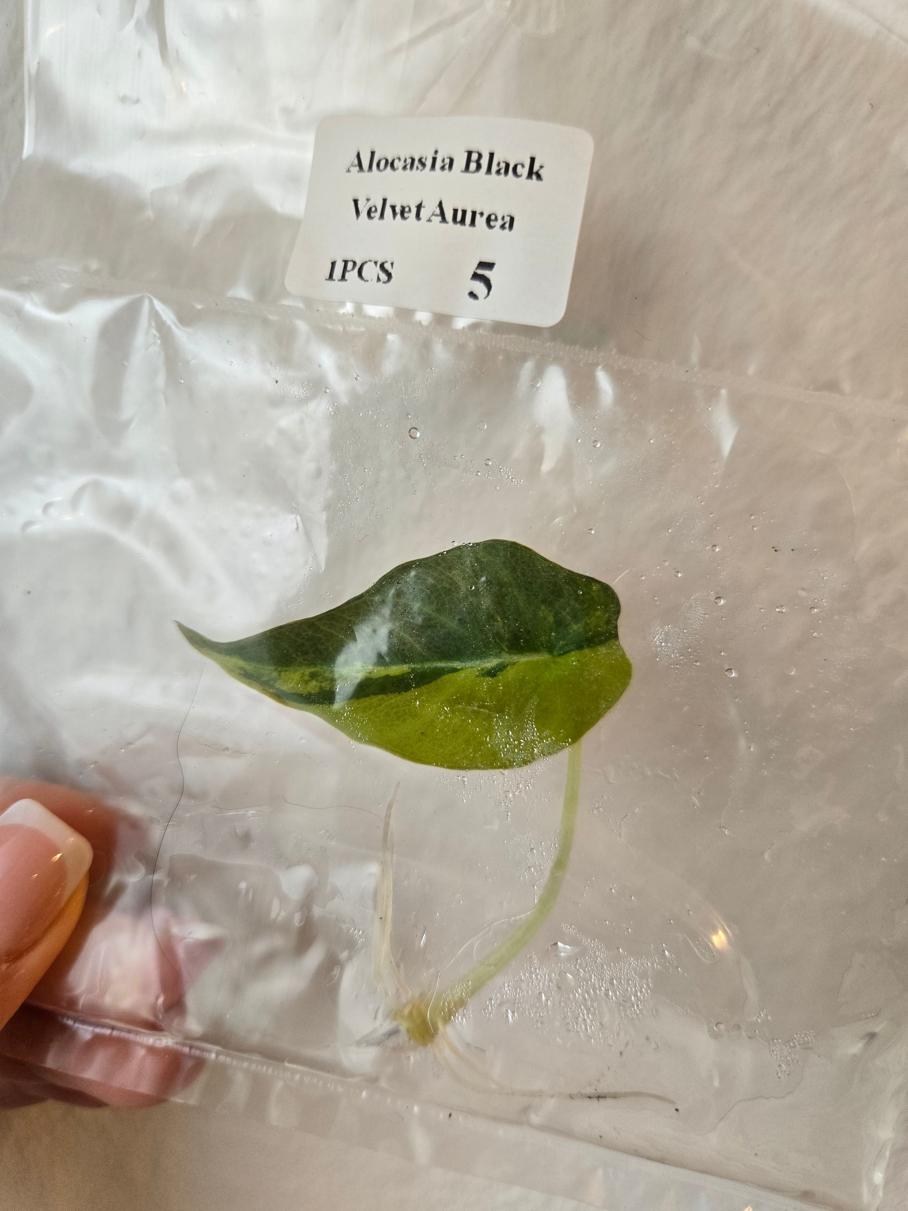 Alocasia Black Velvet Gold- Tissue Culture  (TC)