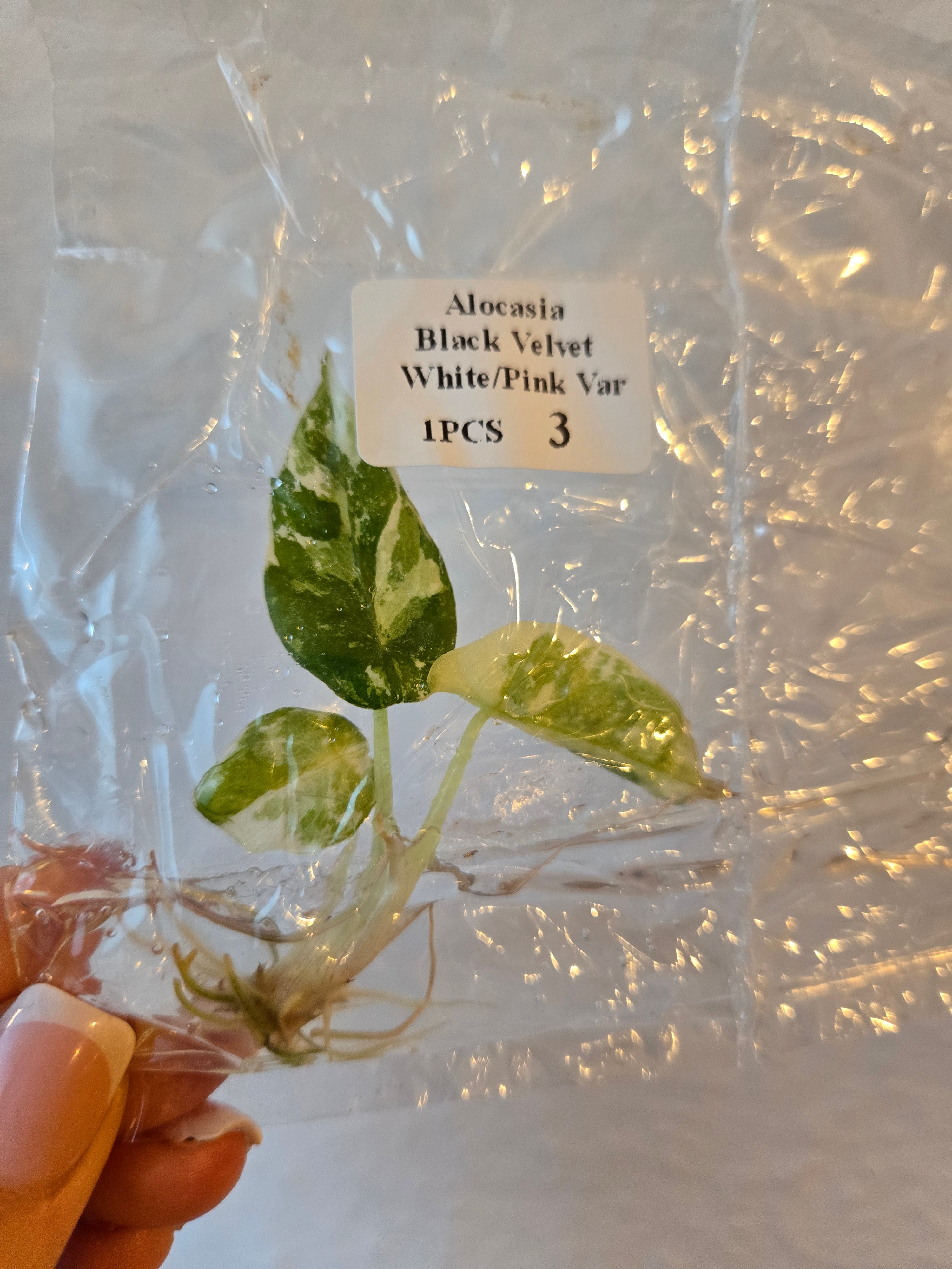 Alocasia Black Velvet  Variegata- TC