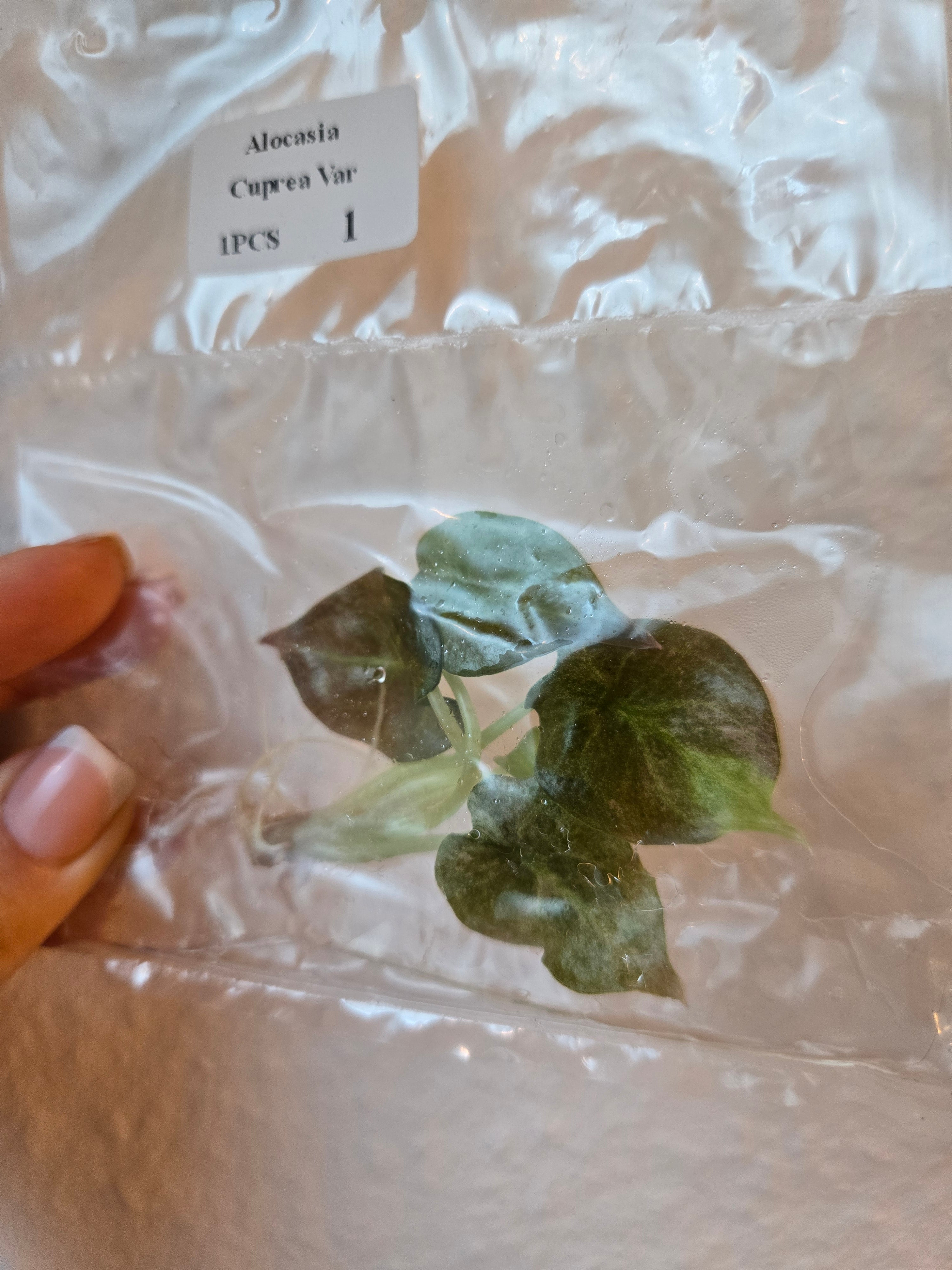 Alocasia Cuprea Variegata Tissue Culture (TC)