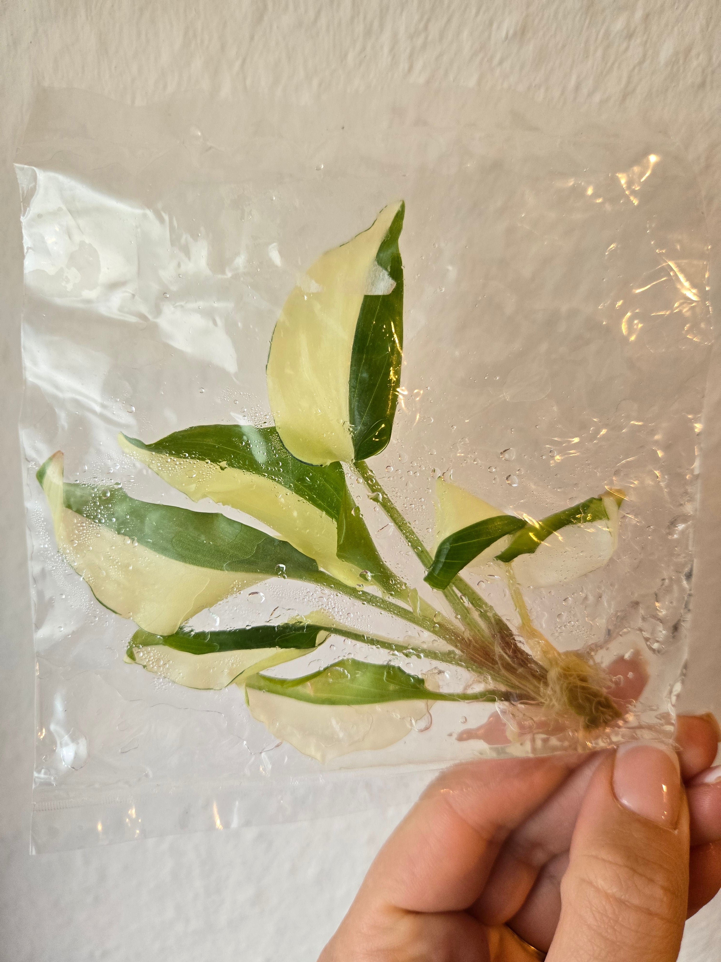 Kaempferia Elegans Variegata - Tissue Culture (TC)