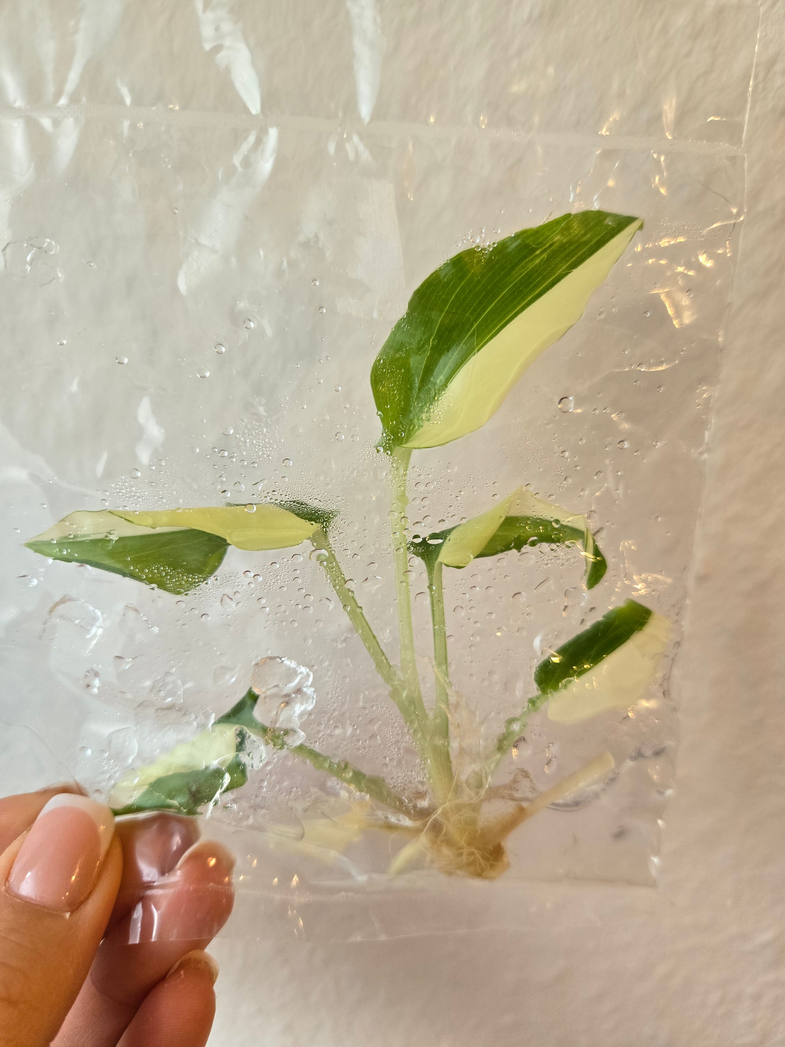 Kaempferia Elegans Variegata - Tissue Culture (TC)