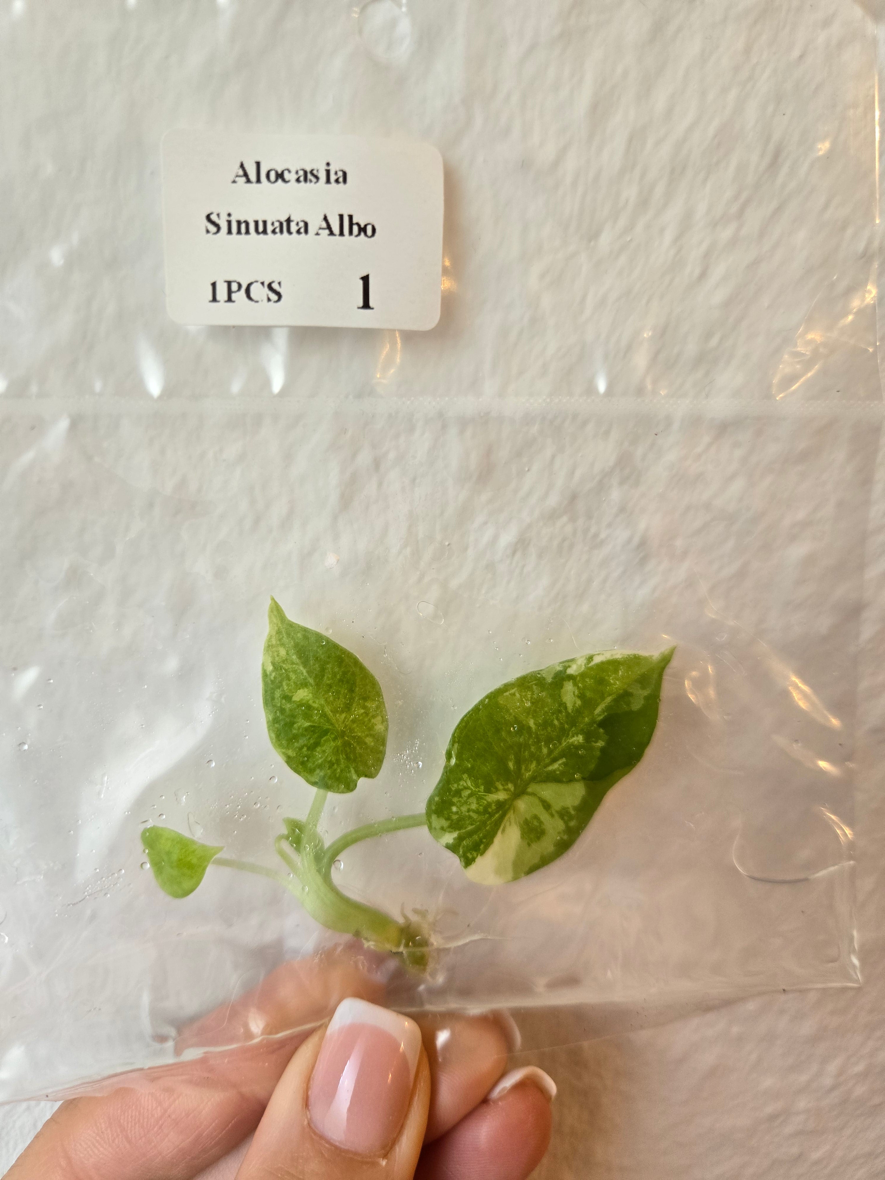 Alocasia Sinuata Albo - Tissue Culture (TC)