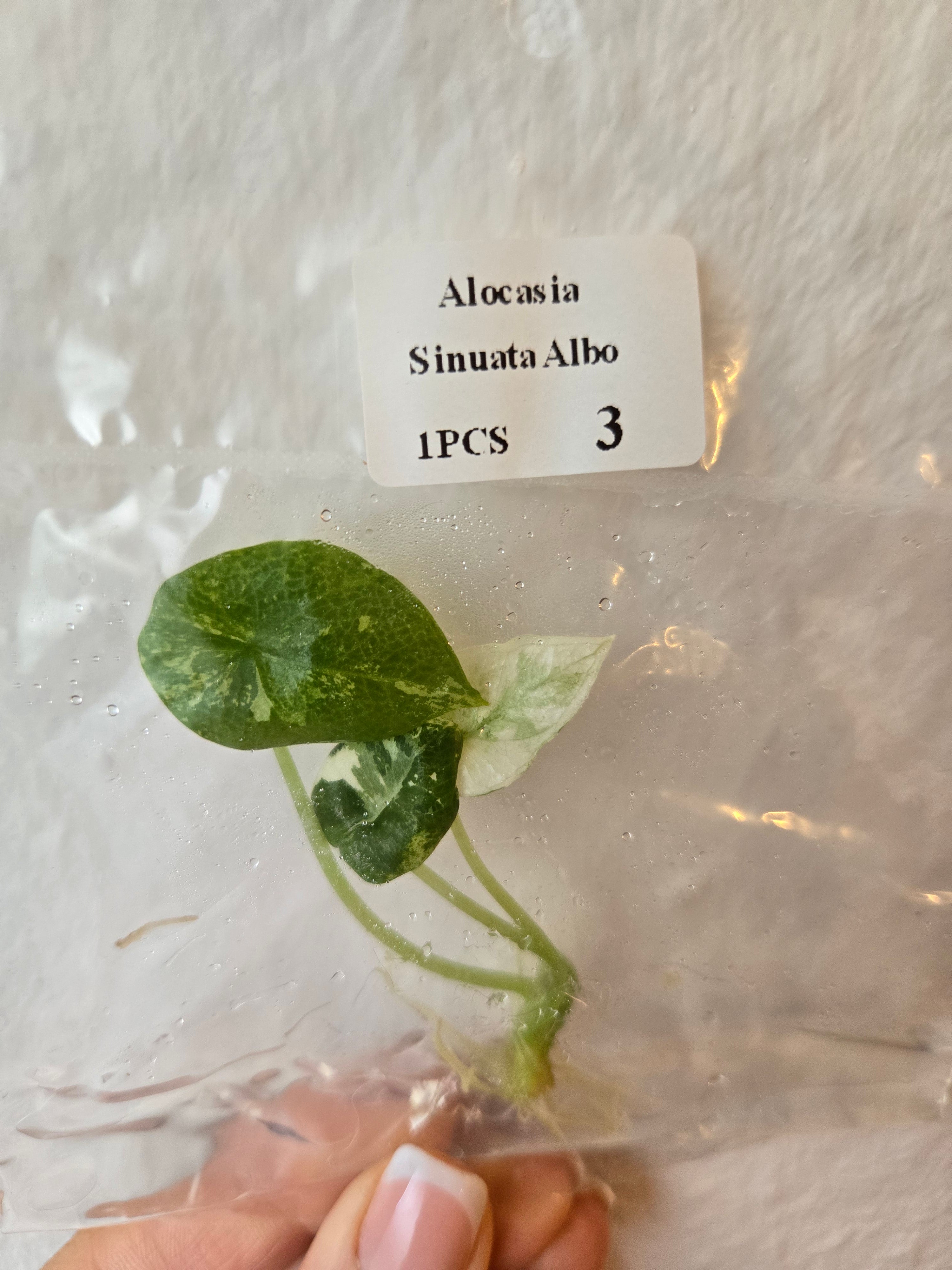 Alocasia Sinuata Albo - Tissue Culture (TC)