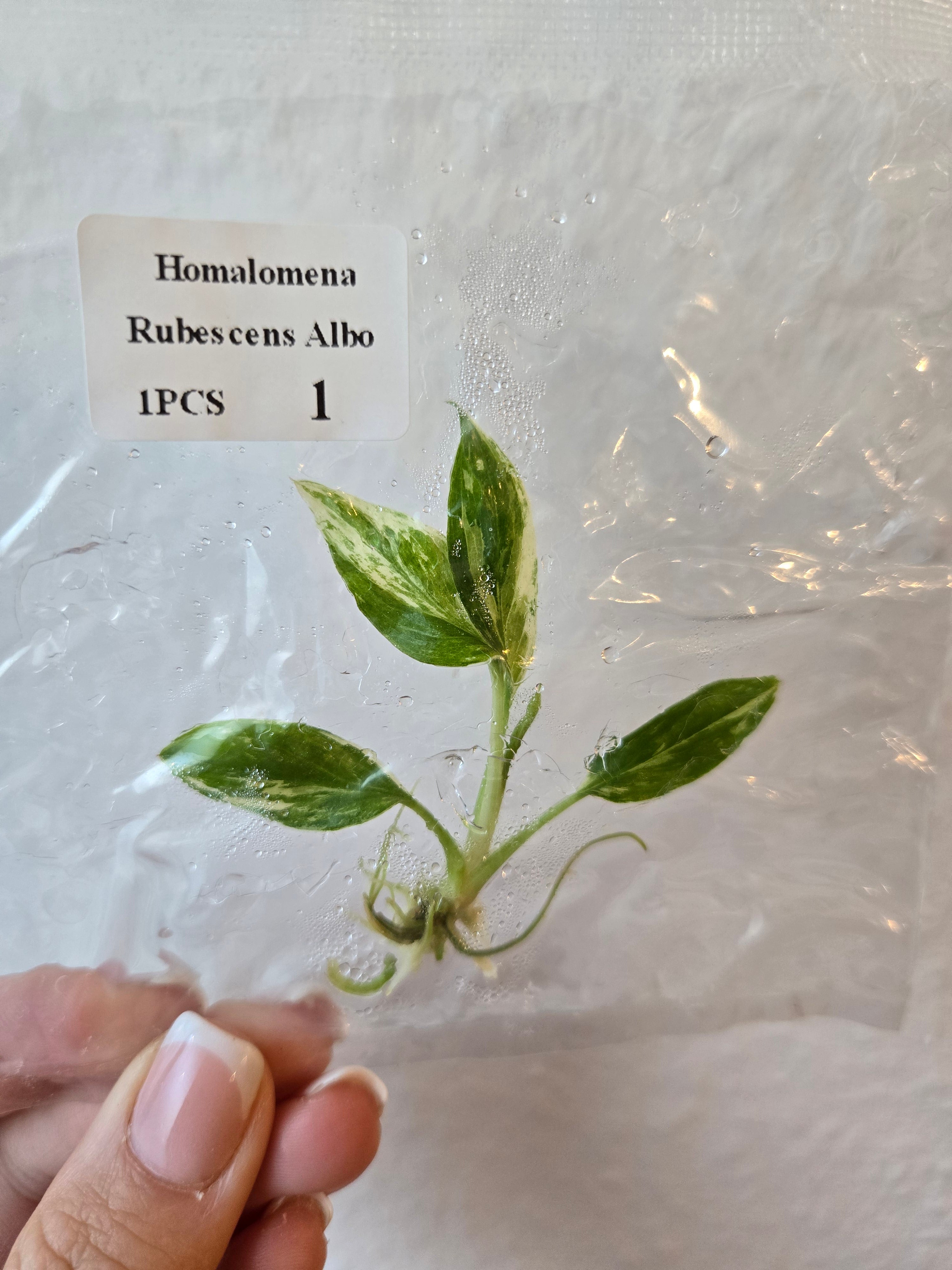 Homalomena Rubescens Albo- Tissue Culture (TC)