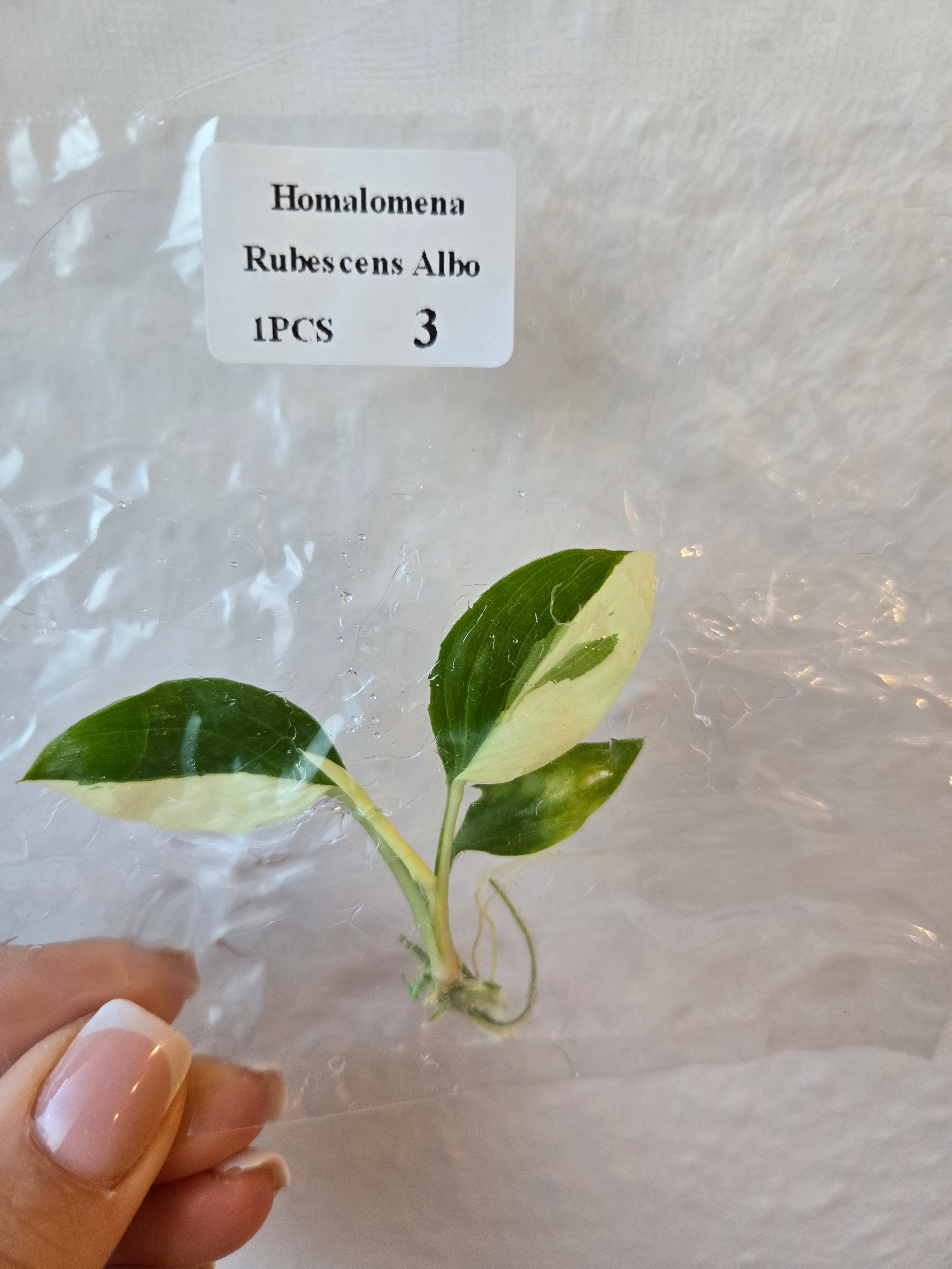 Homalomena Rubescens Albo- Tissue Culture (TC)