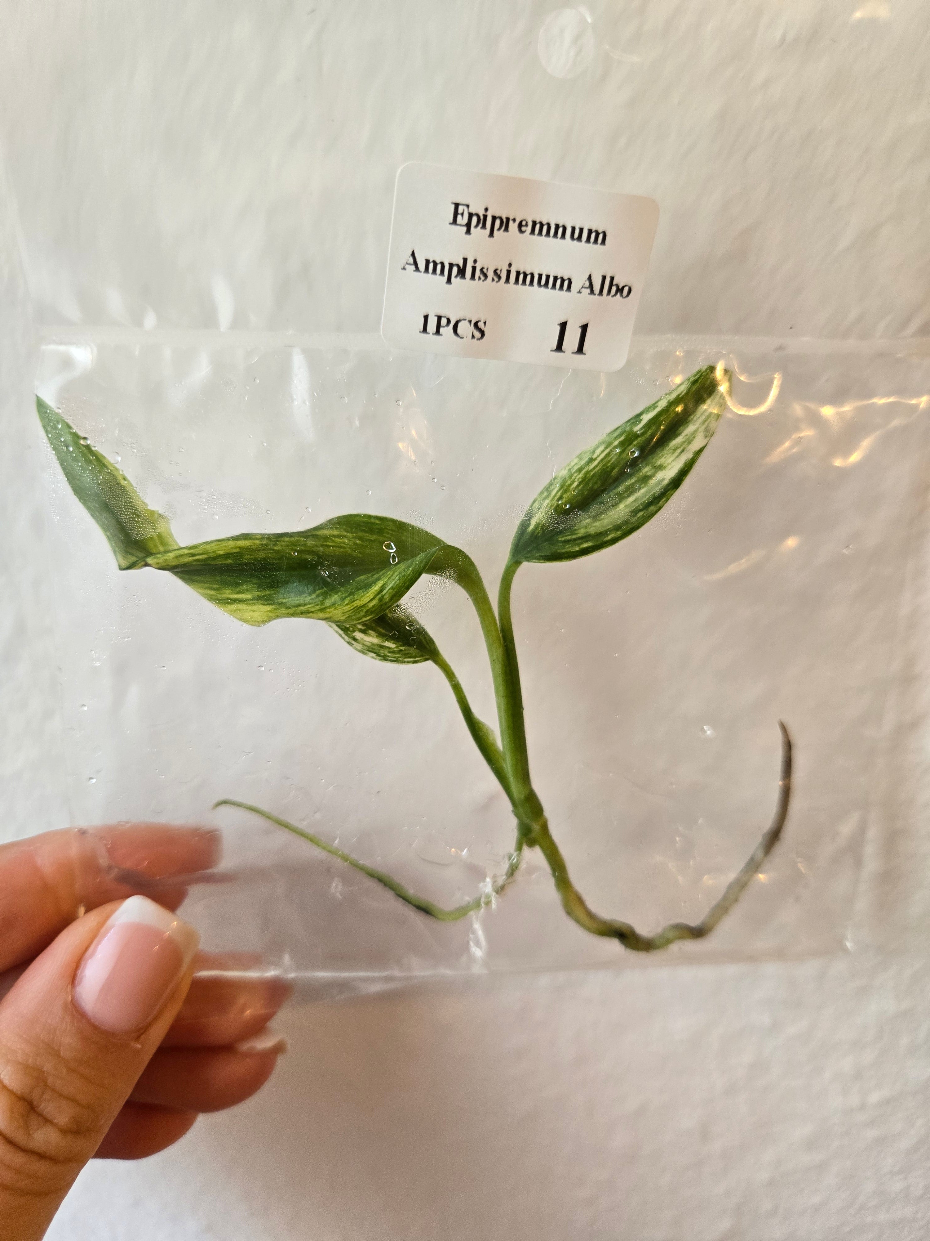 Epipremnum Amplissimum Albo - Tissue Culture (TC)