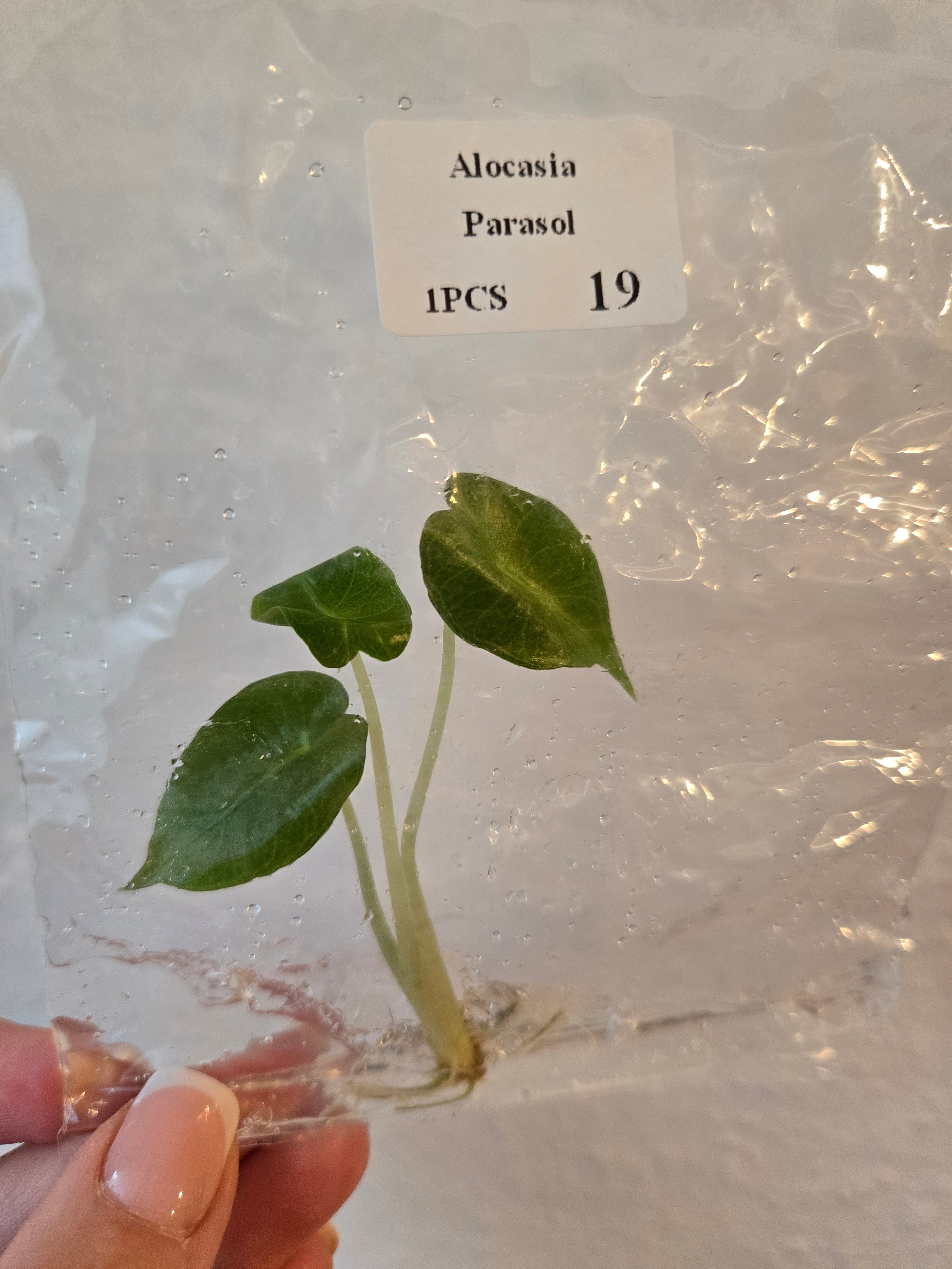 Alocasia Parasol - Tissue Culture (TC)