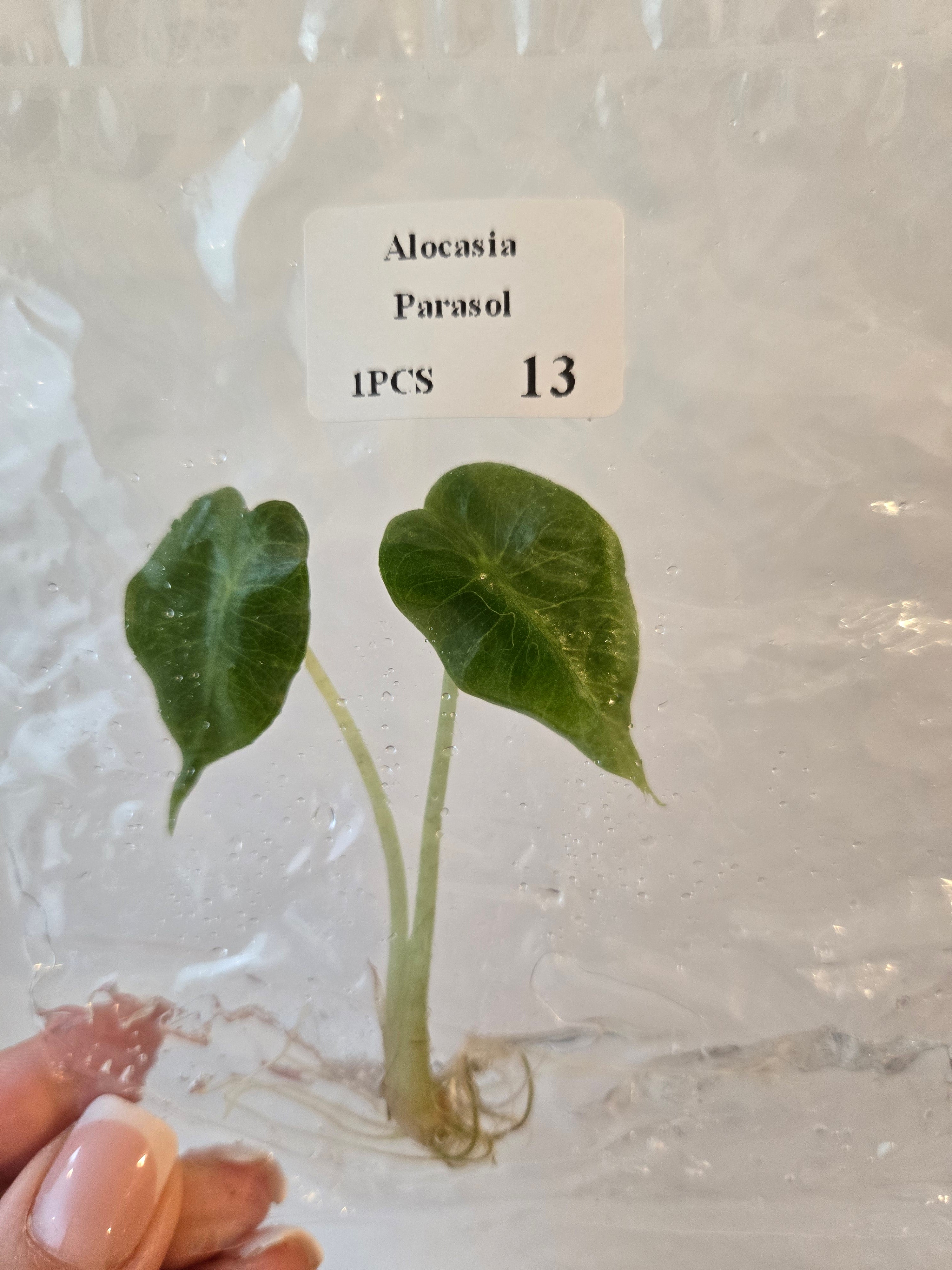 Alocasia Parasol - Tissue Culture (TC)