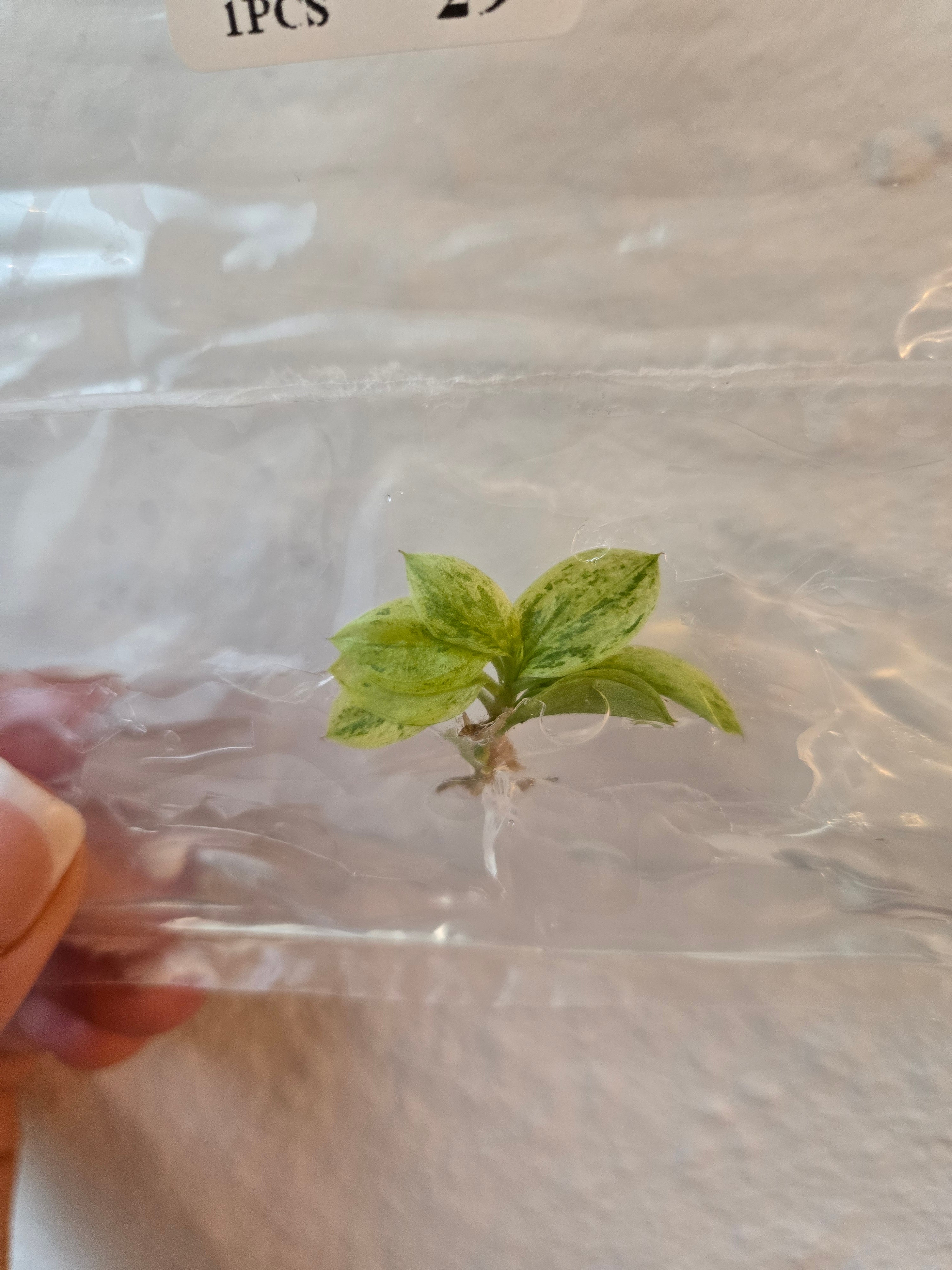 Philodendorn Apple Congo Variegata - Tissue Culture (TC)