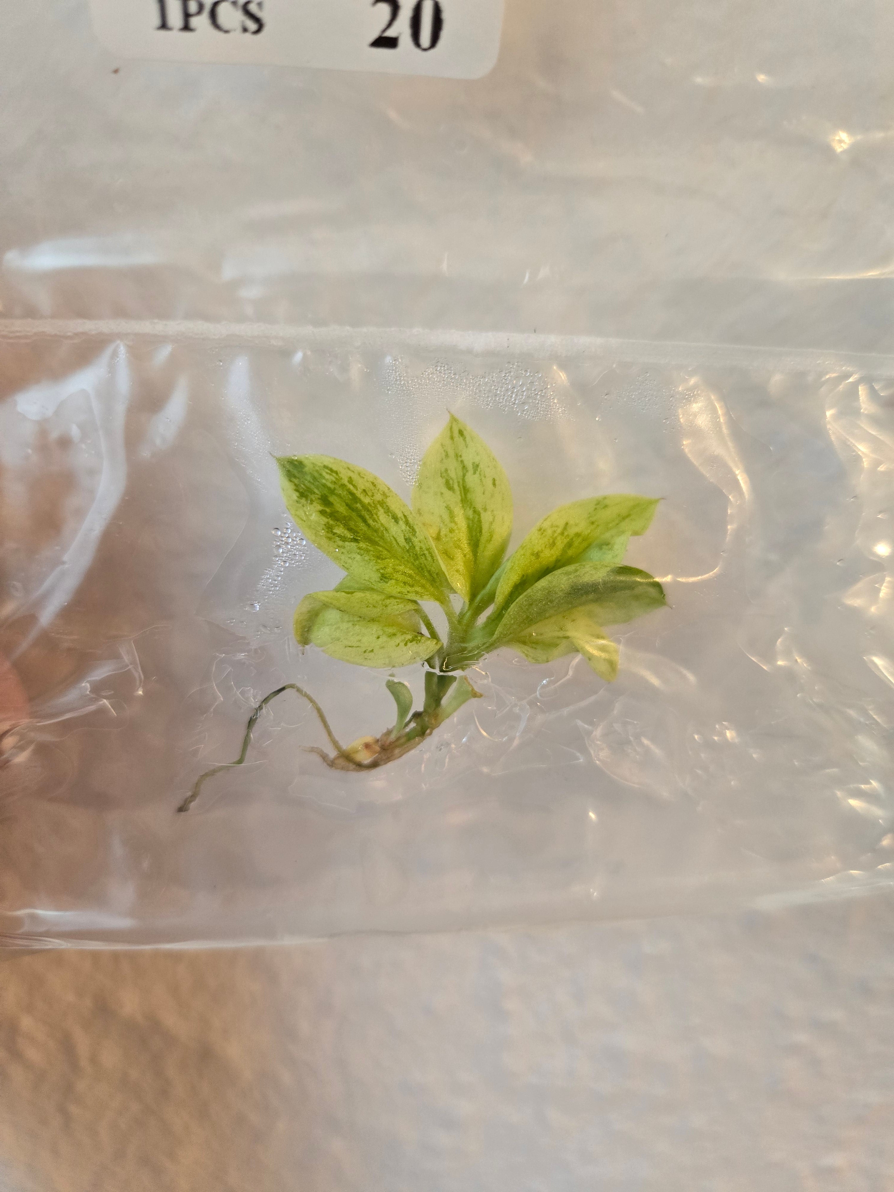 Philodendorn Apple Congo Variegata - Tissue Culture (TC)