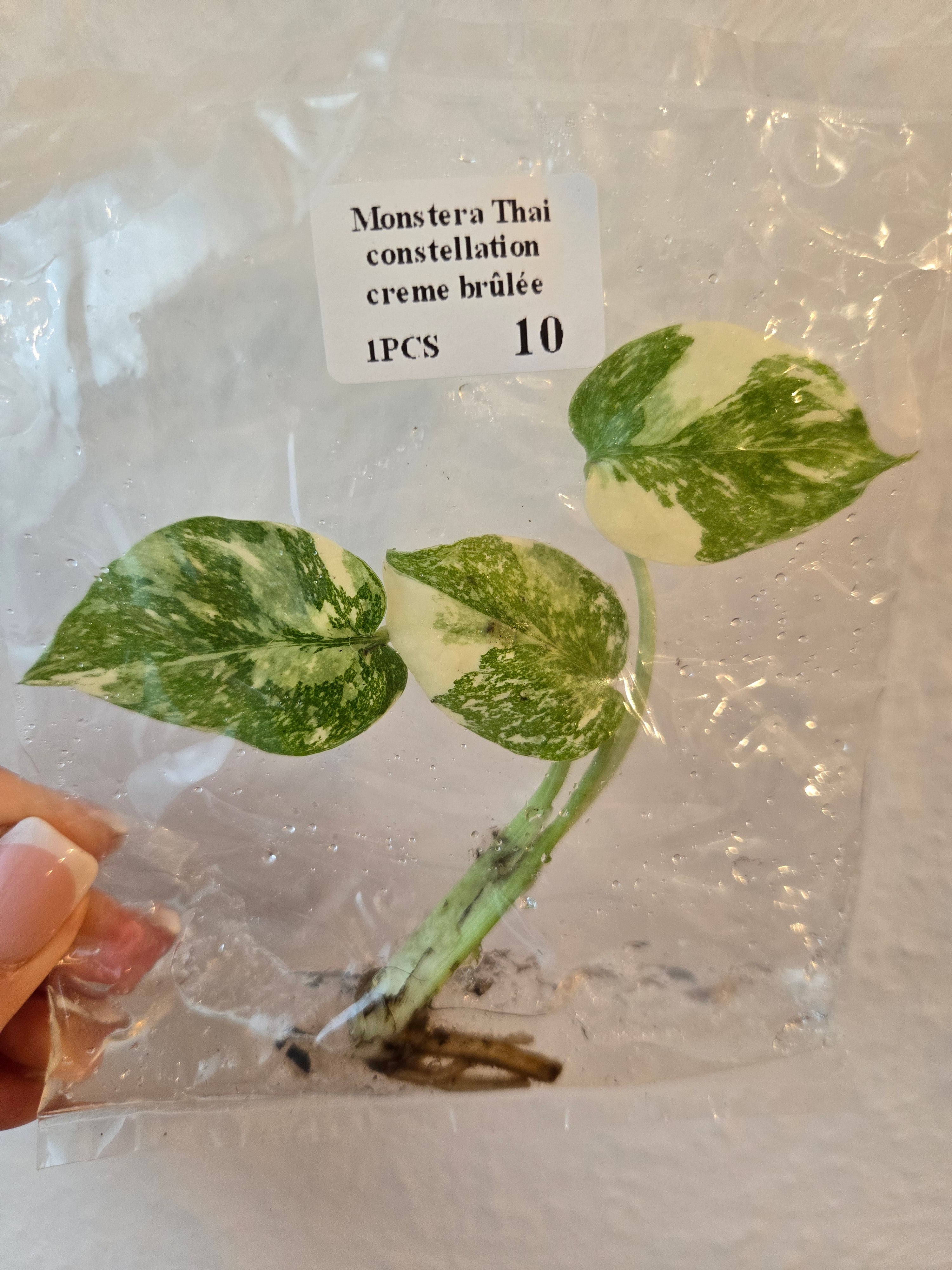 Monstera Thai Constellation Creme Brûlée- Tissue Culture